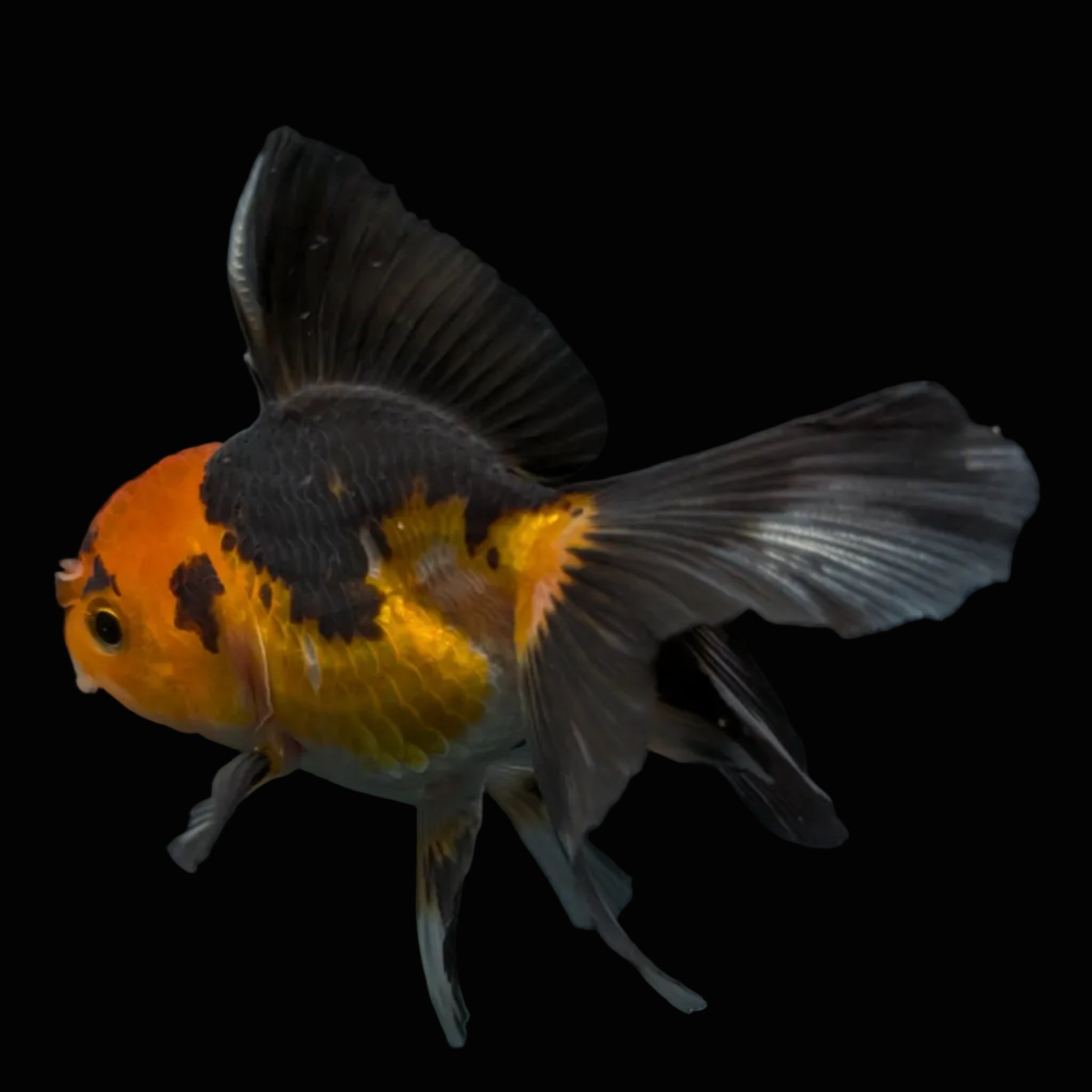 Thai Juvenile Oranda Tricolor 3"-3.5" in.  ID#626T1A-006