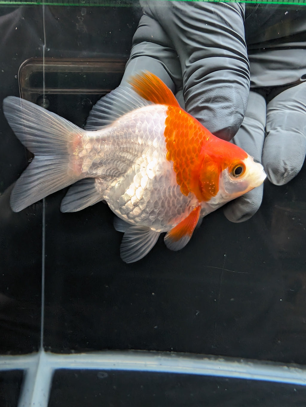 Tamasaba Red White 3.5"in. ID#1023TM1B-032