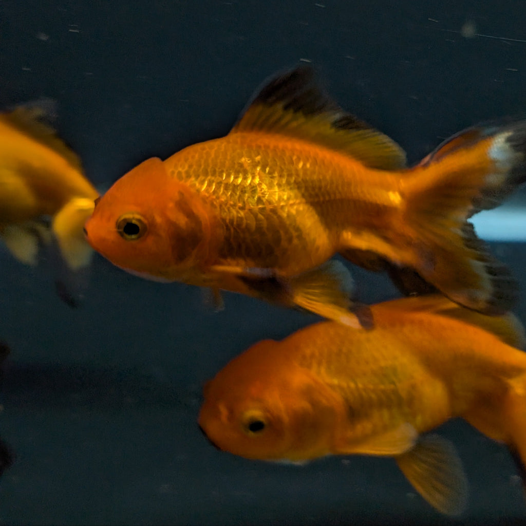 Oranda Red Black *Assorted 2.5"-3" in.