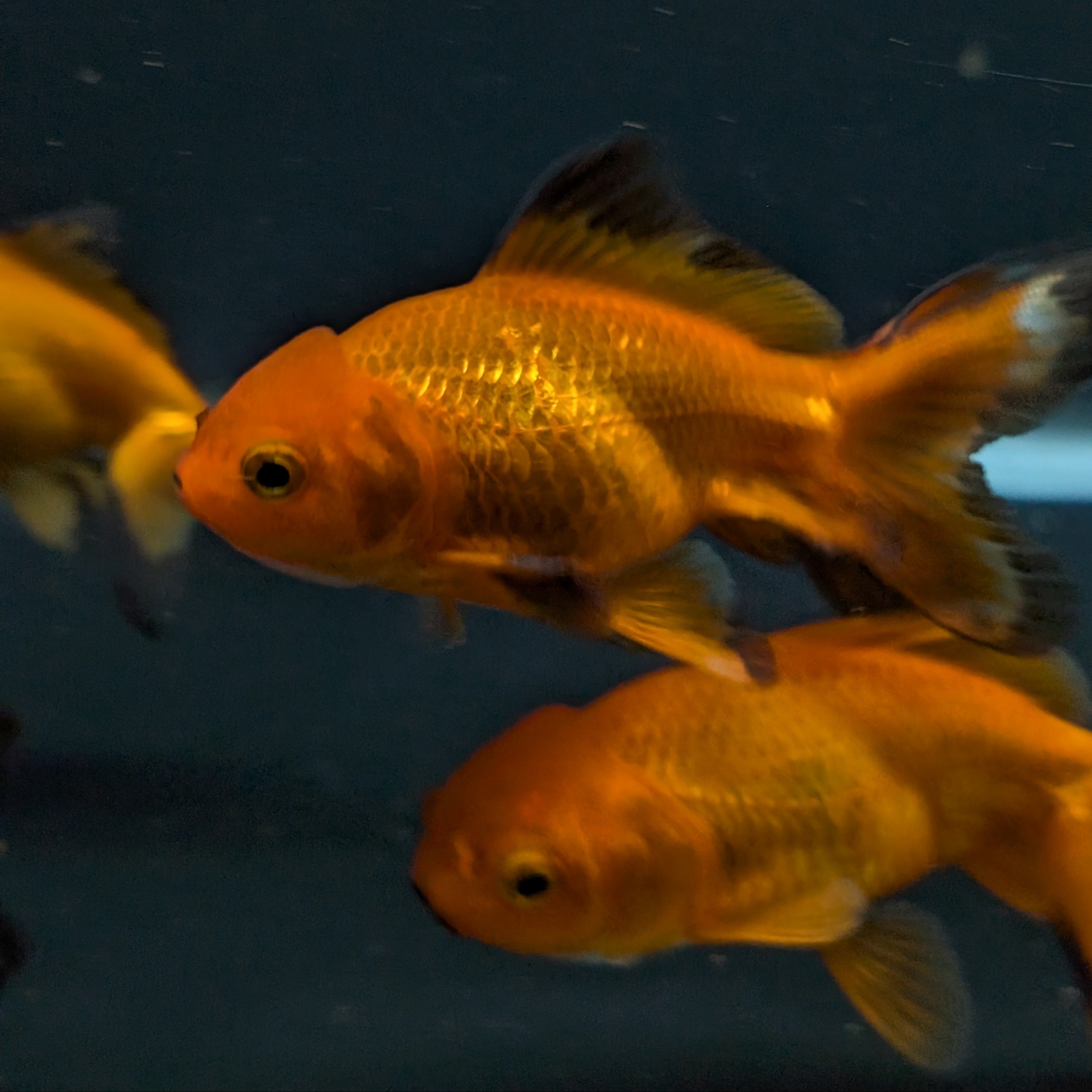 Oranda Red Black *Assorted 2.5"-3" in.
