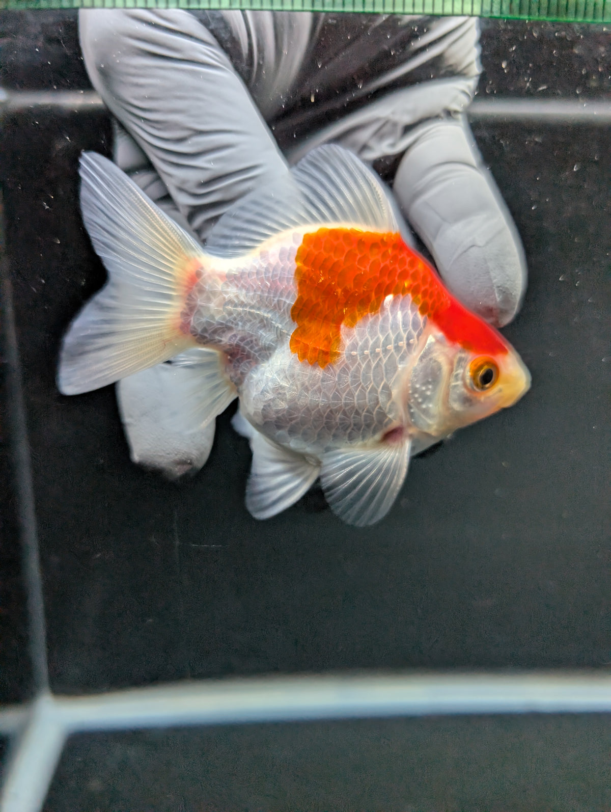 Tamasaba Red White 3"-3.5" in. ID#1009TM1B-007