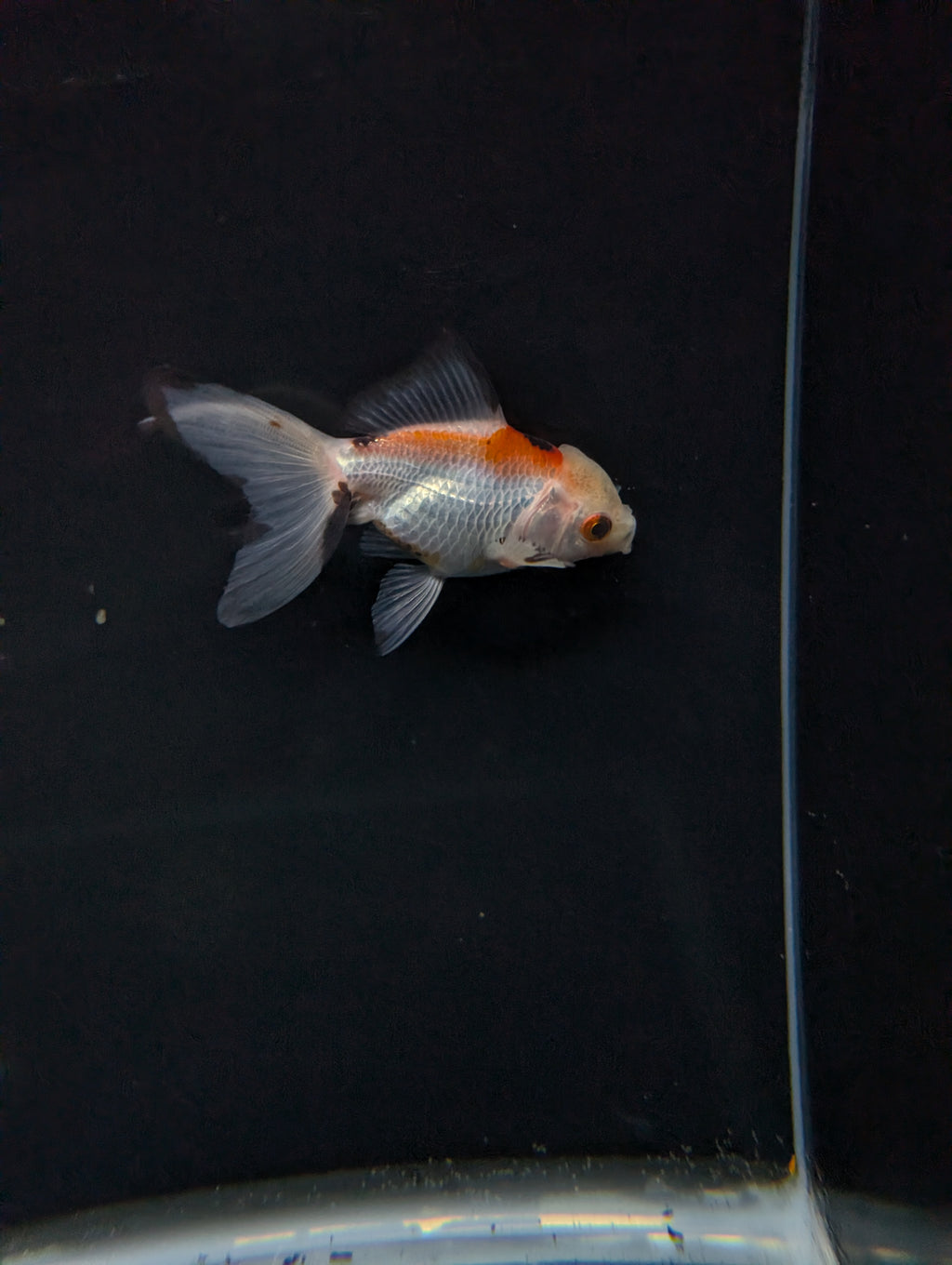Juvenile Oranda  Tricolor 3"-3.5"in.  ID#619T1A-015