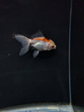 Juvenile Oranda  Tricolor 3"-3.5"in.  ID#619T1A-015