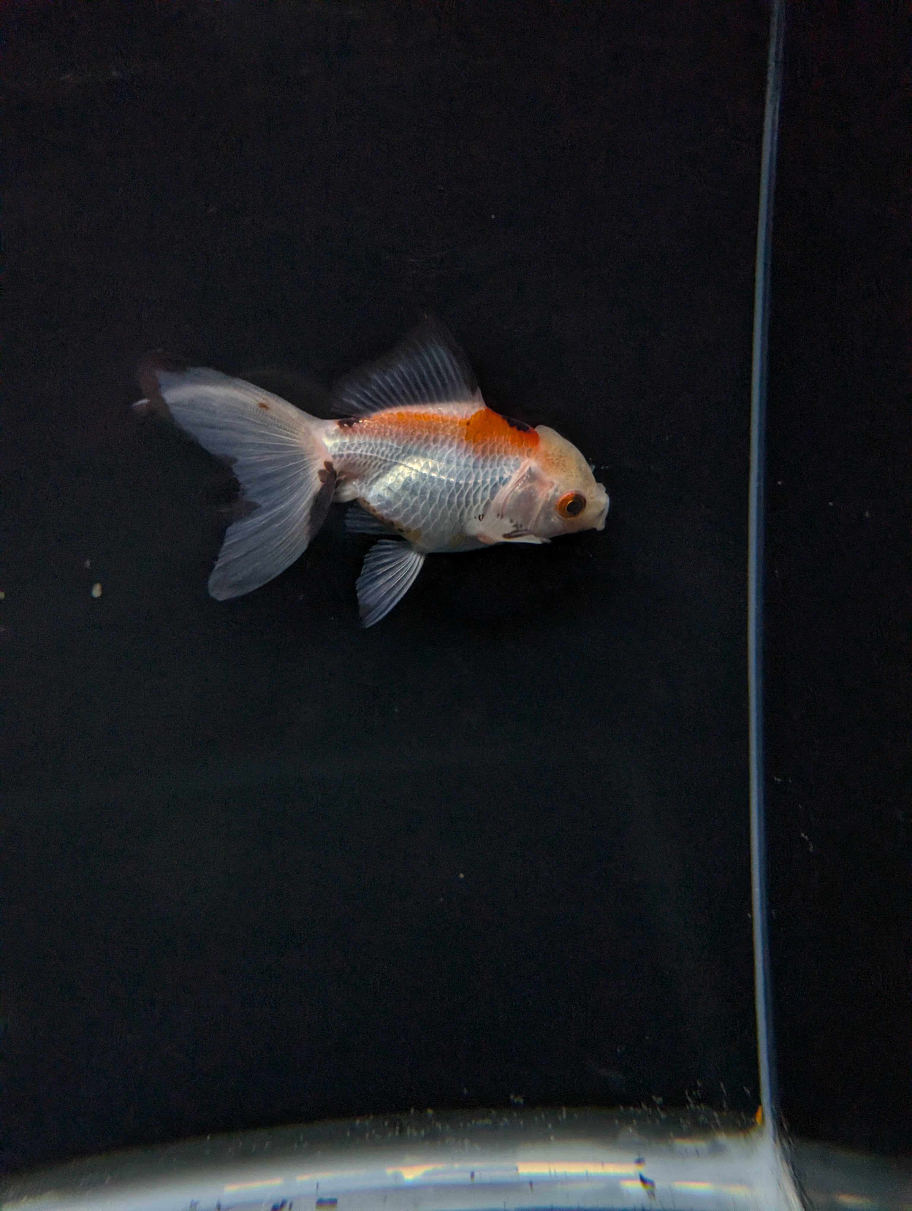 Juvenile Oranda  Tricolor 3"-3.5"in.  ID#619T1A-015