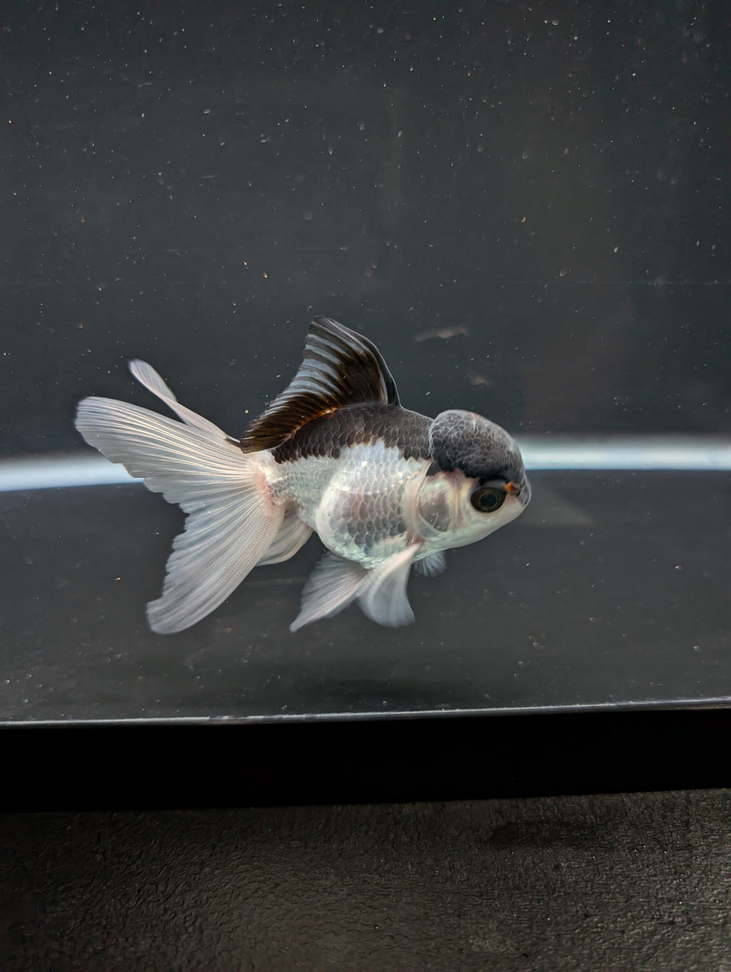 Juvenile Oranda Panda 3.5"-4" in.  ID#508T2A-030