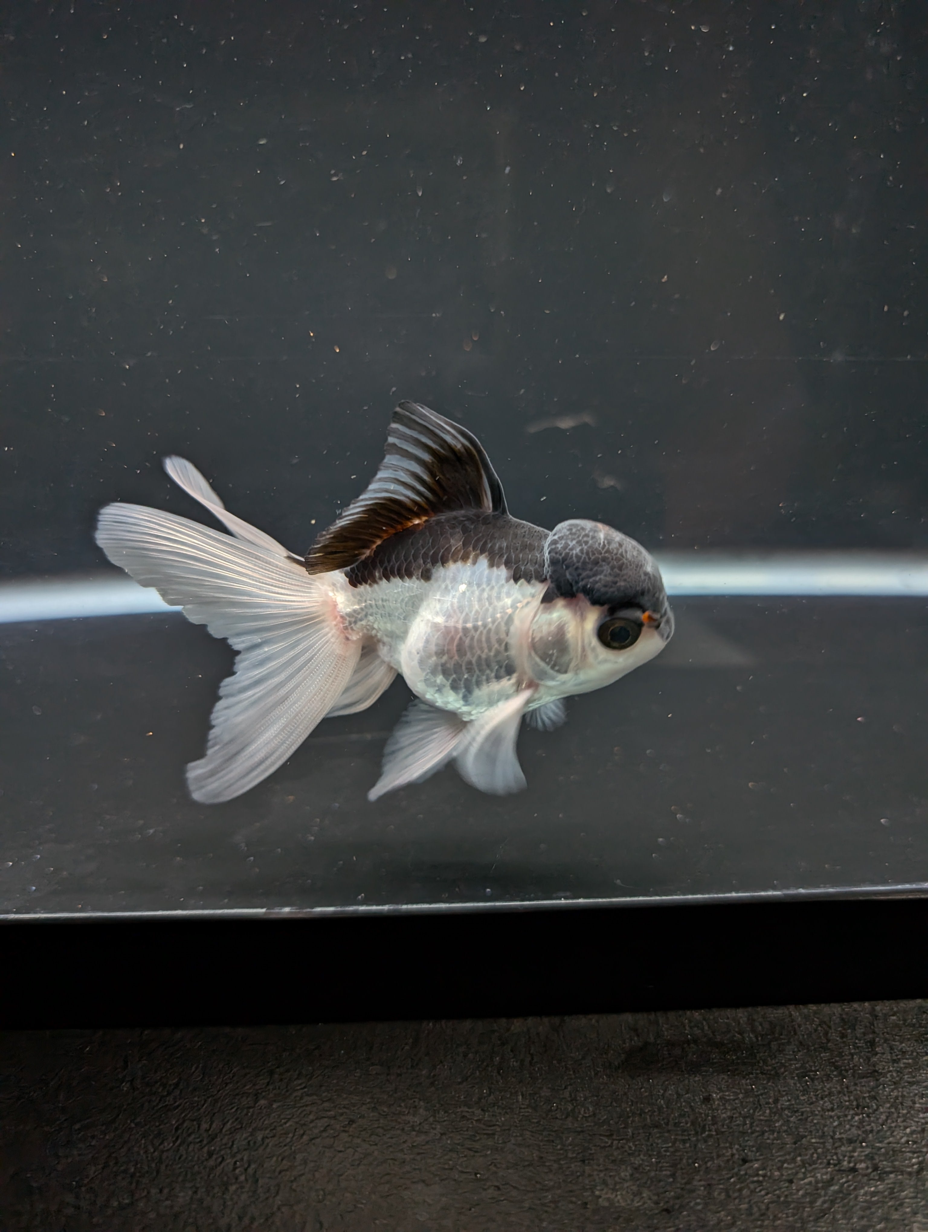 Juvenile Oranda Panda 3.5"-4" in.  ID#508T2A-030