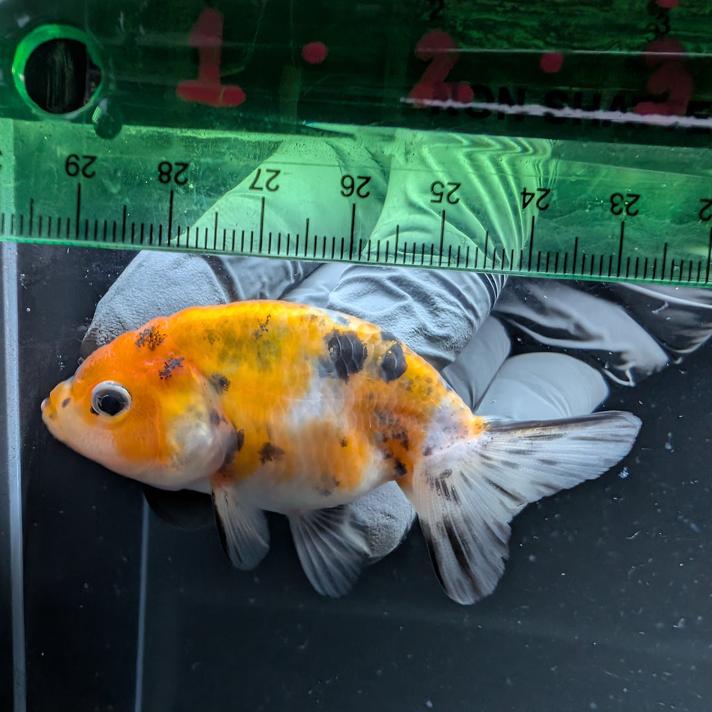 Ranchu Calico 2.5"-3" in. ID#724R4A-035