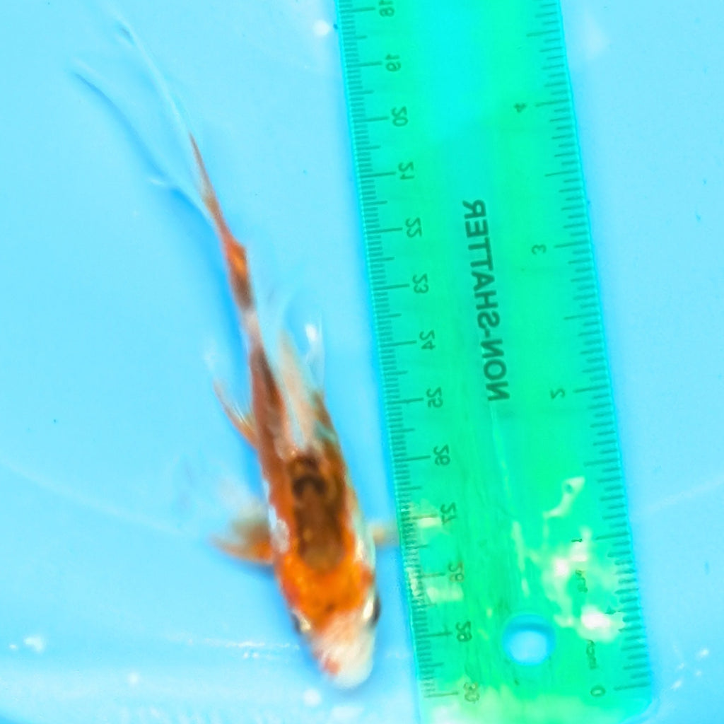 Shusui Butterfly Koi  5"-6" in. ID#727BFK-007