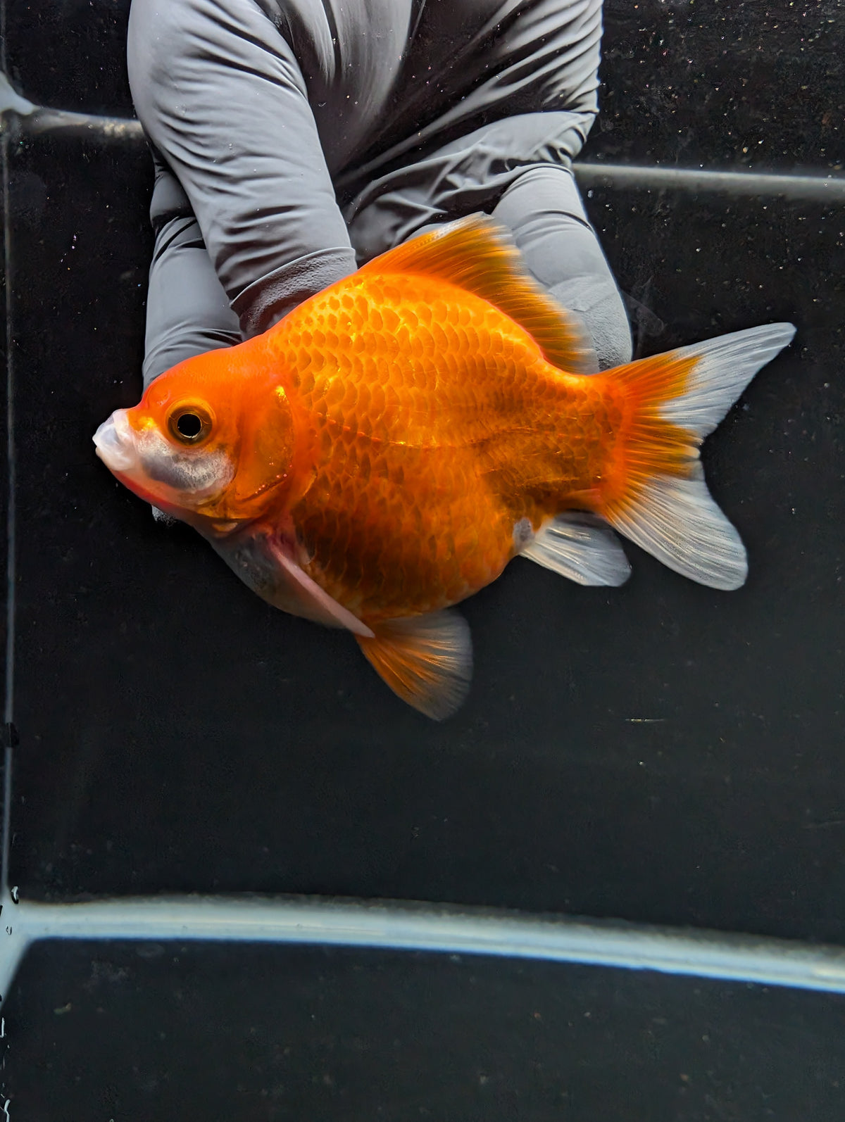 Tamasaba Red White 3"-3.5" in. ID#1009TM1B-004
