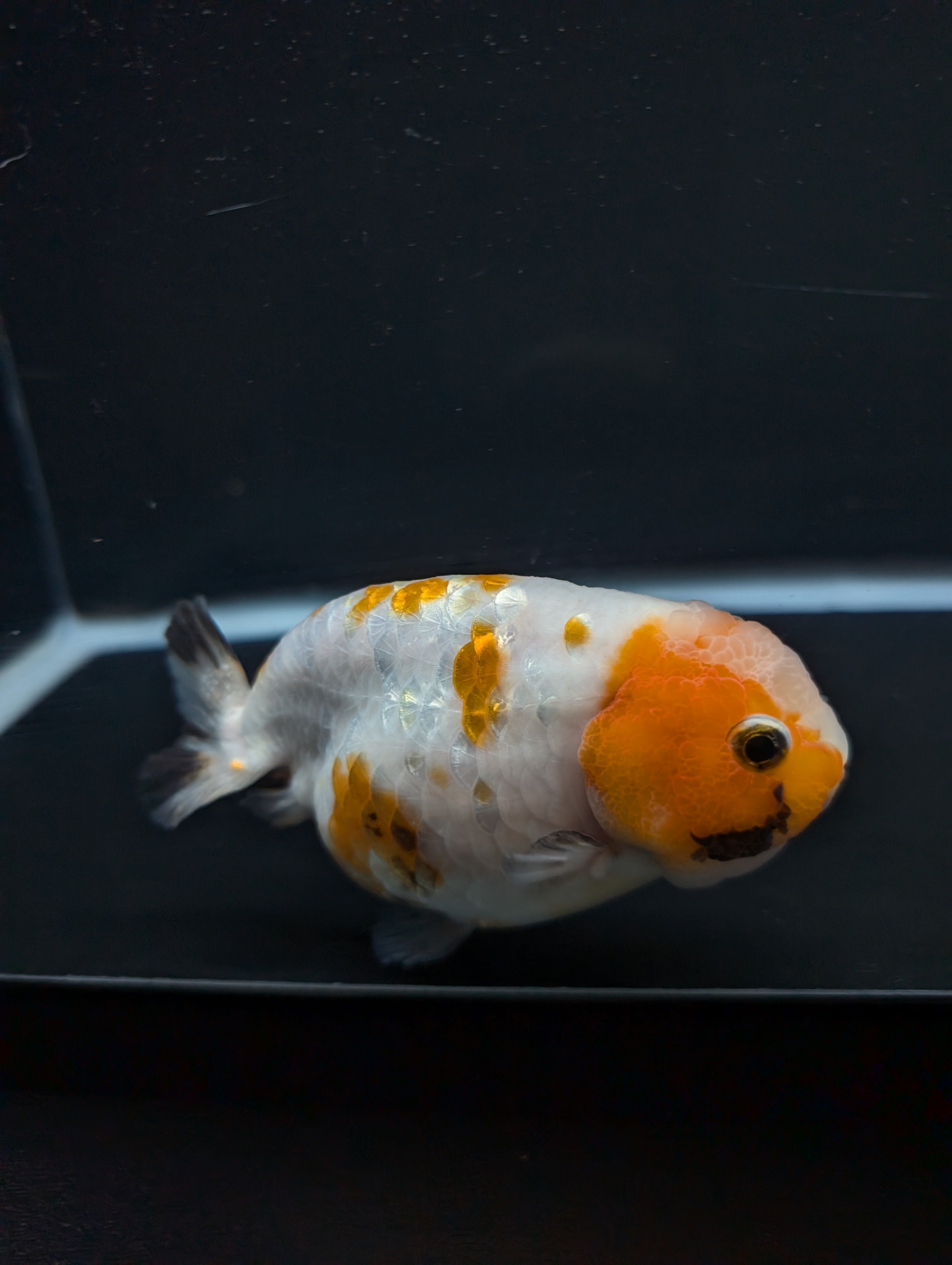 Jumbo Ranchu Sakura Calico 4.5"-5" in. ID#828R8A-052