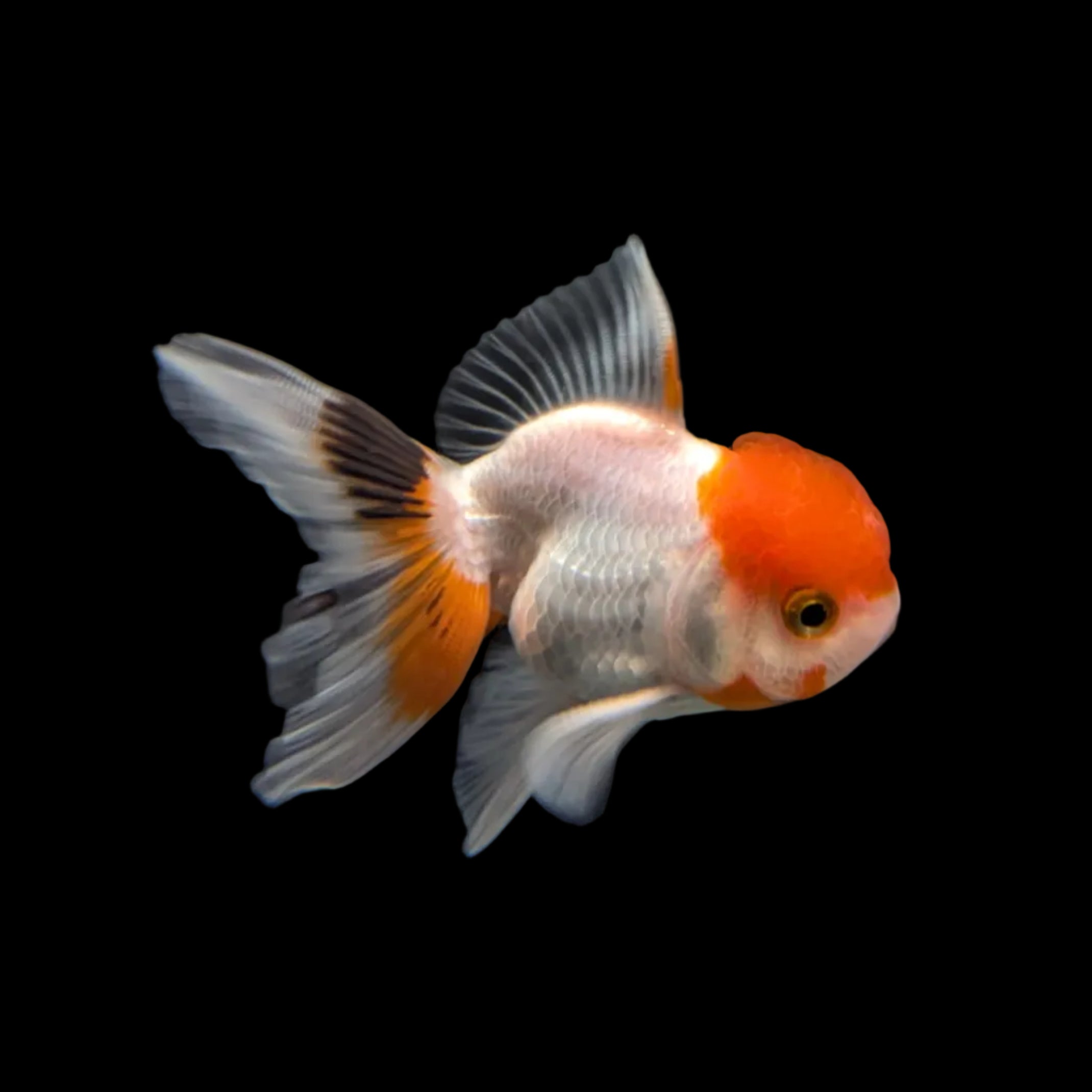 Juvenile Oranda Red Cap 3.5"-4" in.  ID#320T13b-005