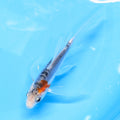 Shusui Butterfly Koi  5"-6" in. ID#727BFK-006