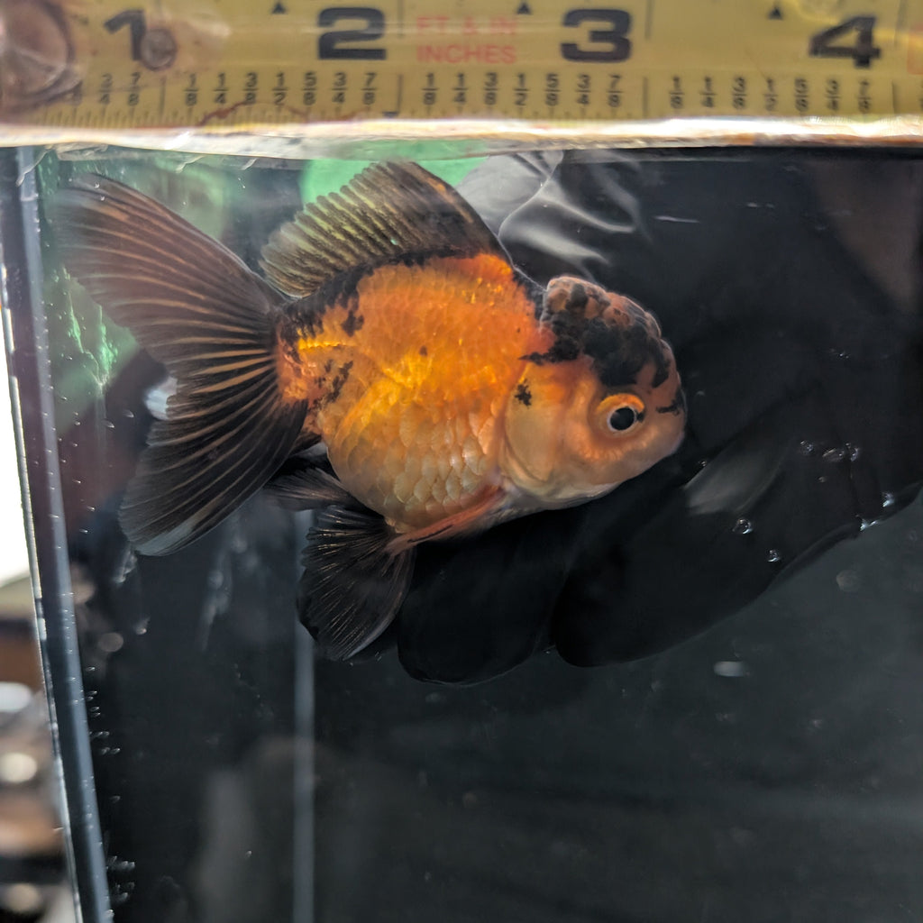 Juvenile Oranda Red Black 3.5"-4" in.  ID#327T13b-035