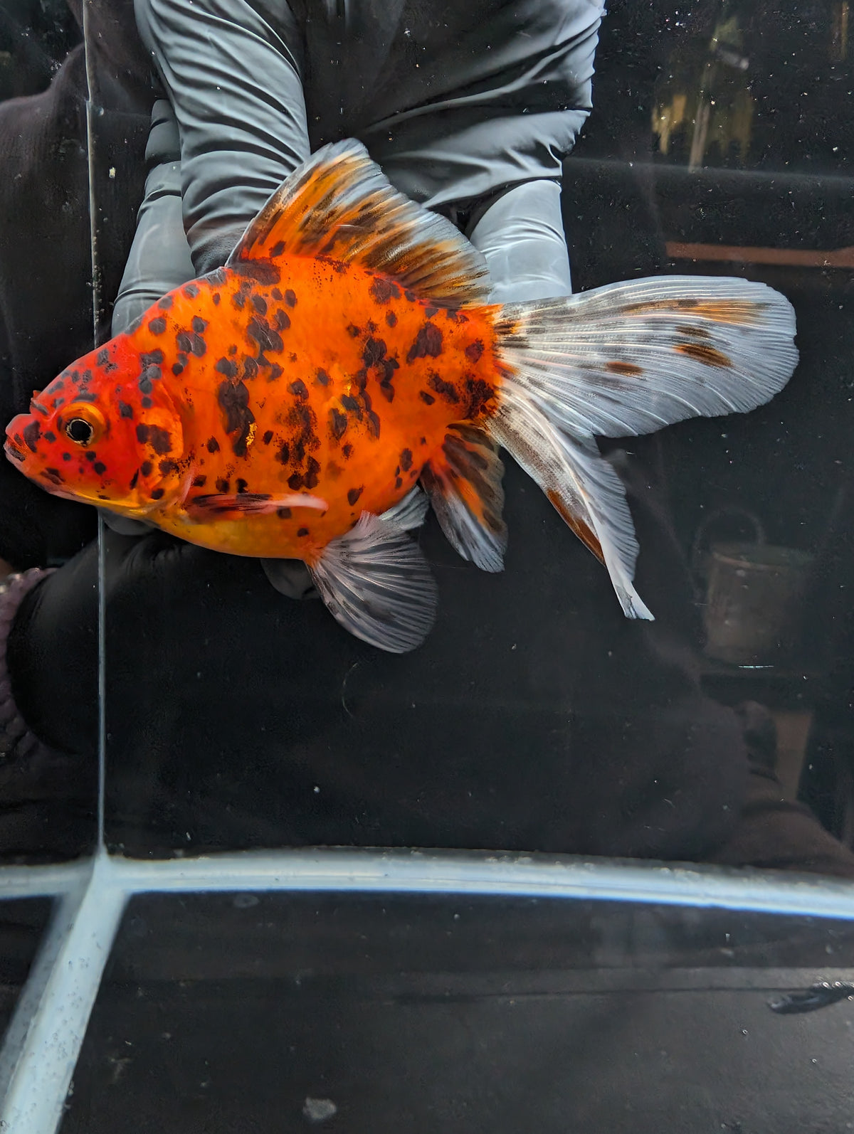 Tamasaba Calico 4" in. ID#1023TM1B-023