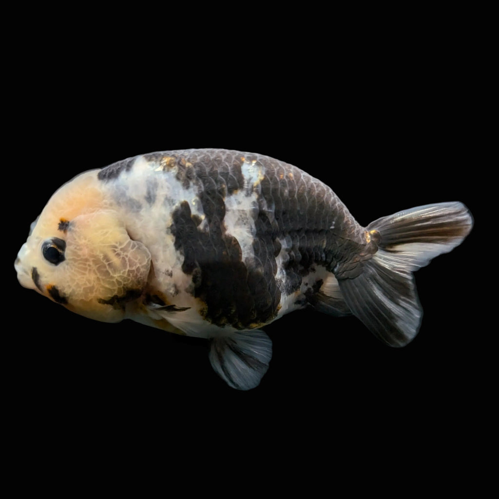 Jumbo Ranchu Milk Cow 3.5"- 4" in. ID#703R8A-009