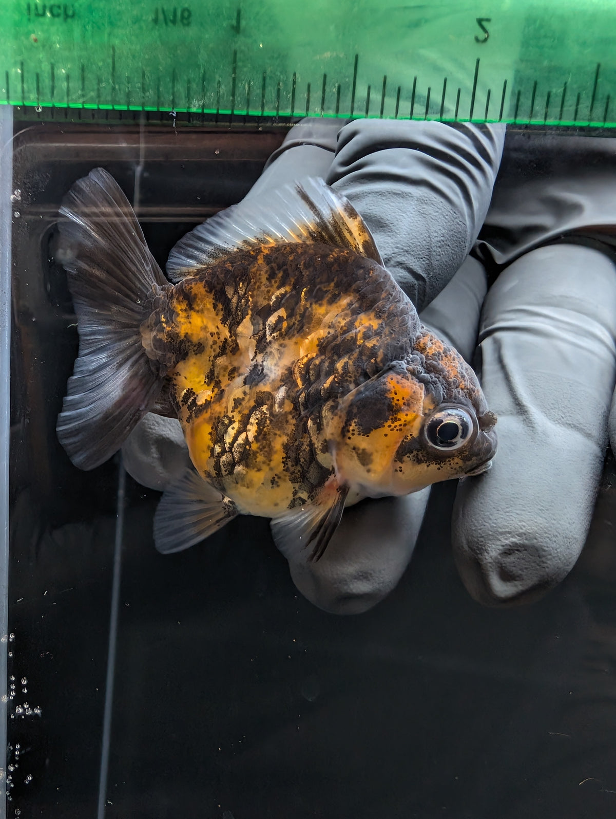 Baby Thai Shogun Oranda Tiger Calico 2"-2.5" in. ID#1023BSG11A-030