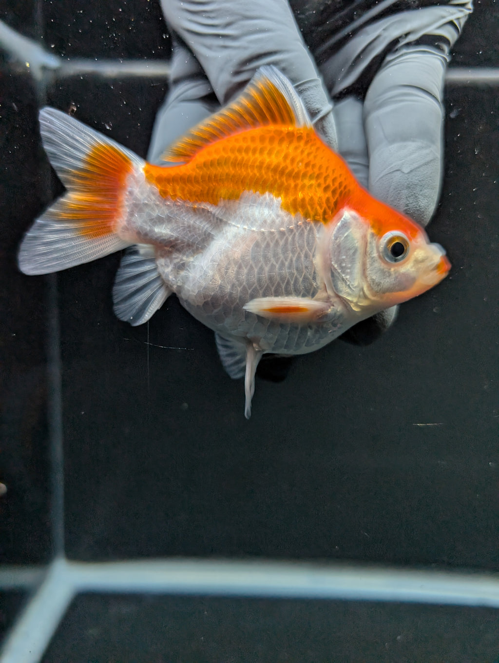 Tamasaba Red White 3"-3.5" in. ID#1009TM1B-006