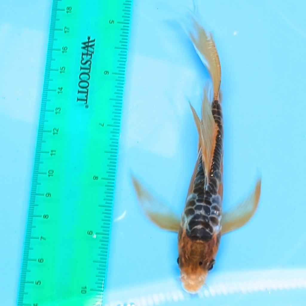 Aragoke Ochiba Butterfly Koi  5"-6" in. ID#727BFK-008