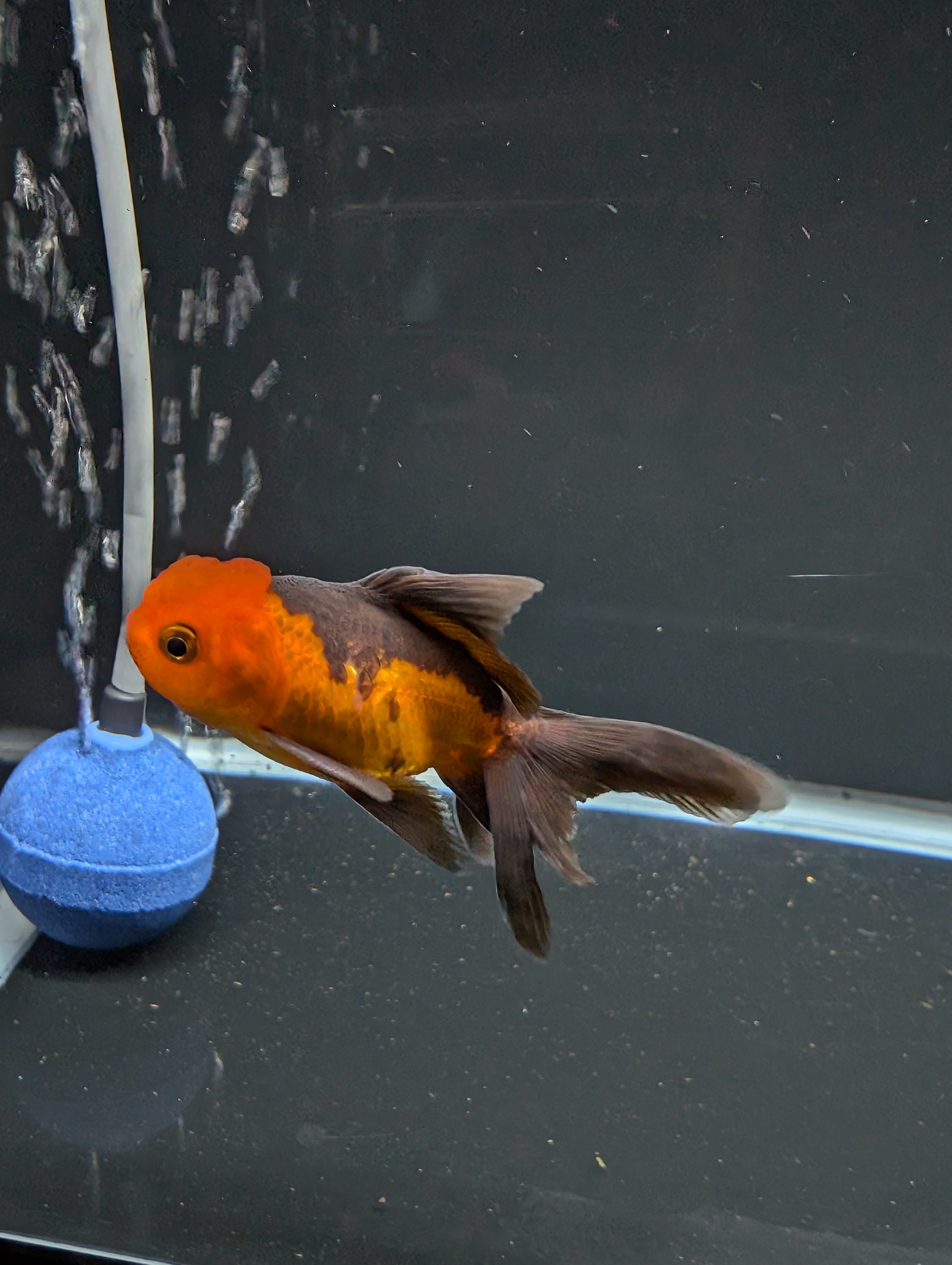 Juvenile Oranda Red Black 3"-3.5"in.  ID#522T1A-003 Please See Notes.