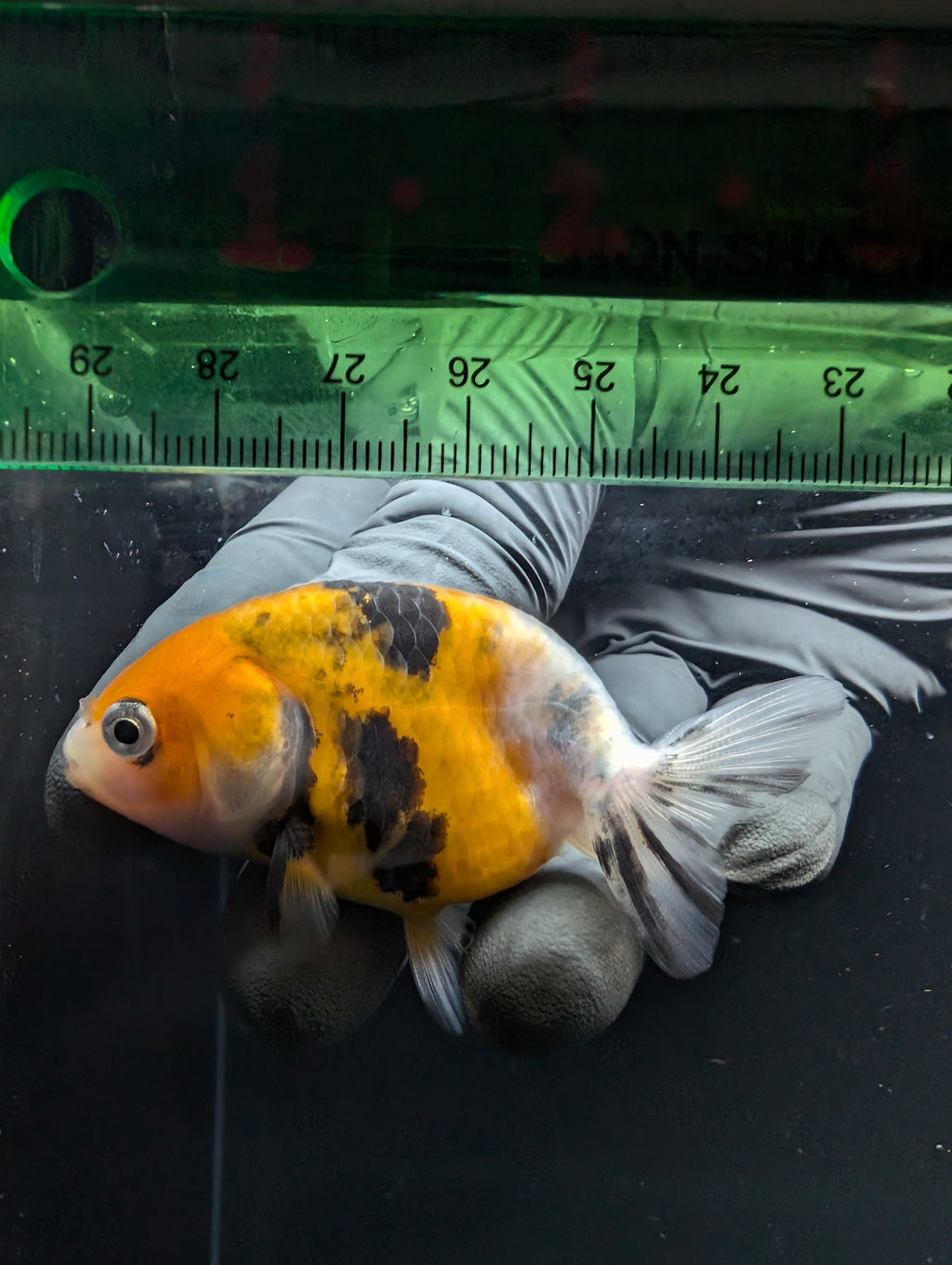 Ranchu Calico 2.5"-3" in. ID#717R4A-010