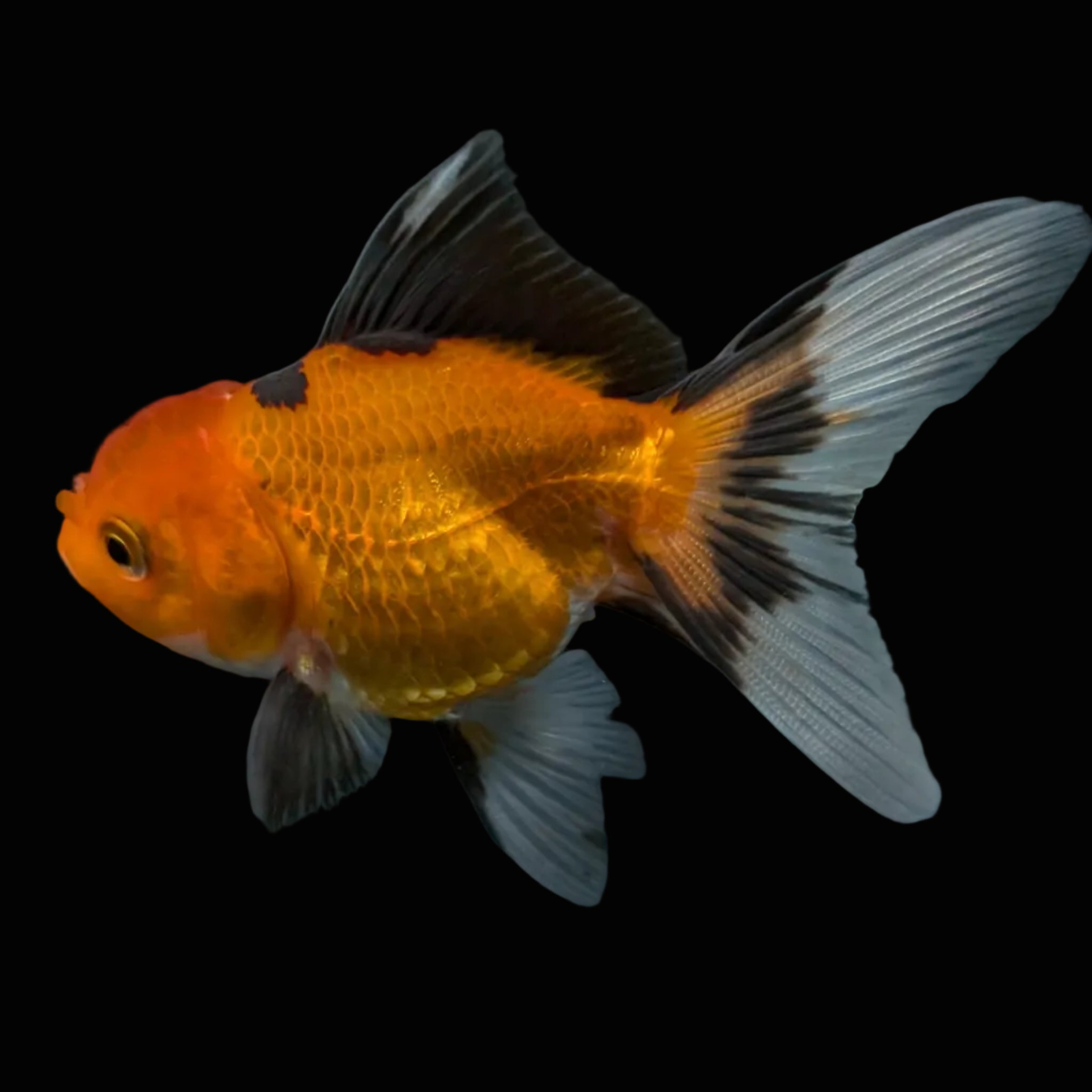 Thai Juvenile Oranda Tricolor 3"-3.5" in.  ID#703T1A-0010
