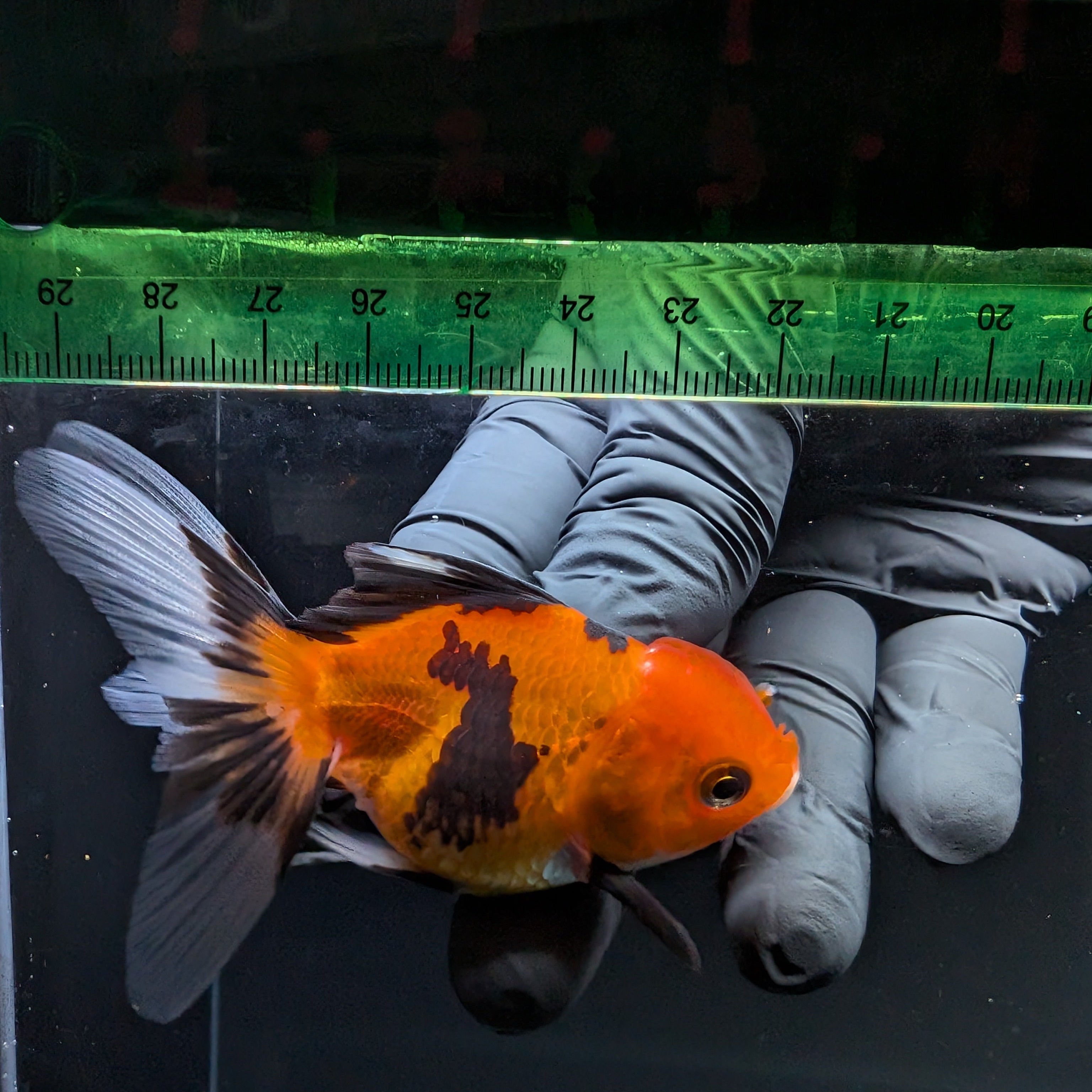Thai Juvenile Oranda Tricolor 3"-3.5" in.  ID#703T1A-0010