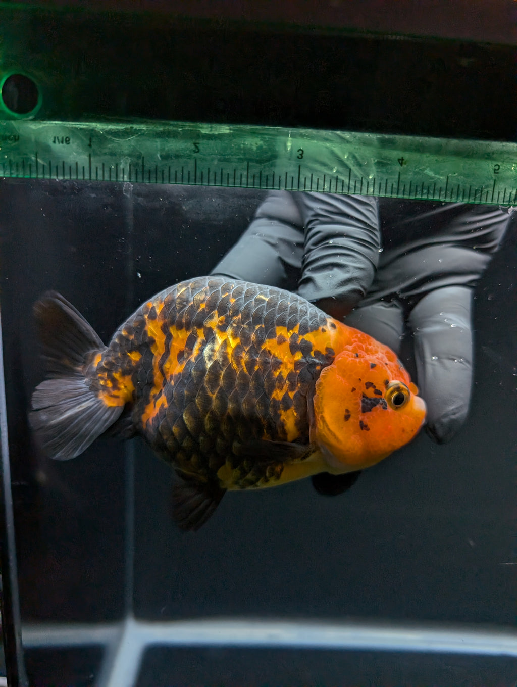 Jumbo Ranchu Calico 4"-4.5" in. ID#904R8A-003