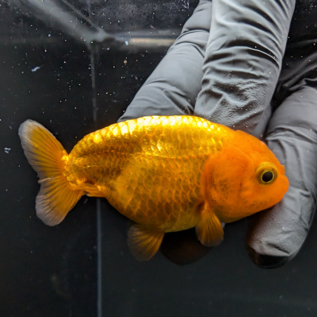 Ranchu Red White 2.5"-3" in. ID#724R4A-027