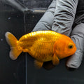 Ranchu Red White 2.5"-3" in. ID#724R4A-027