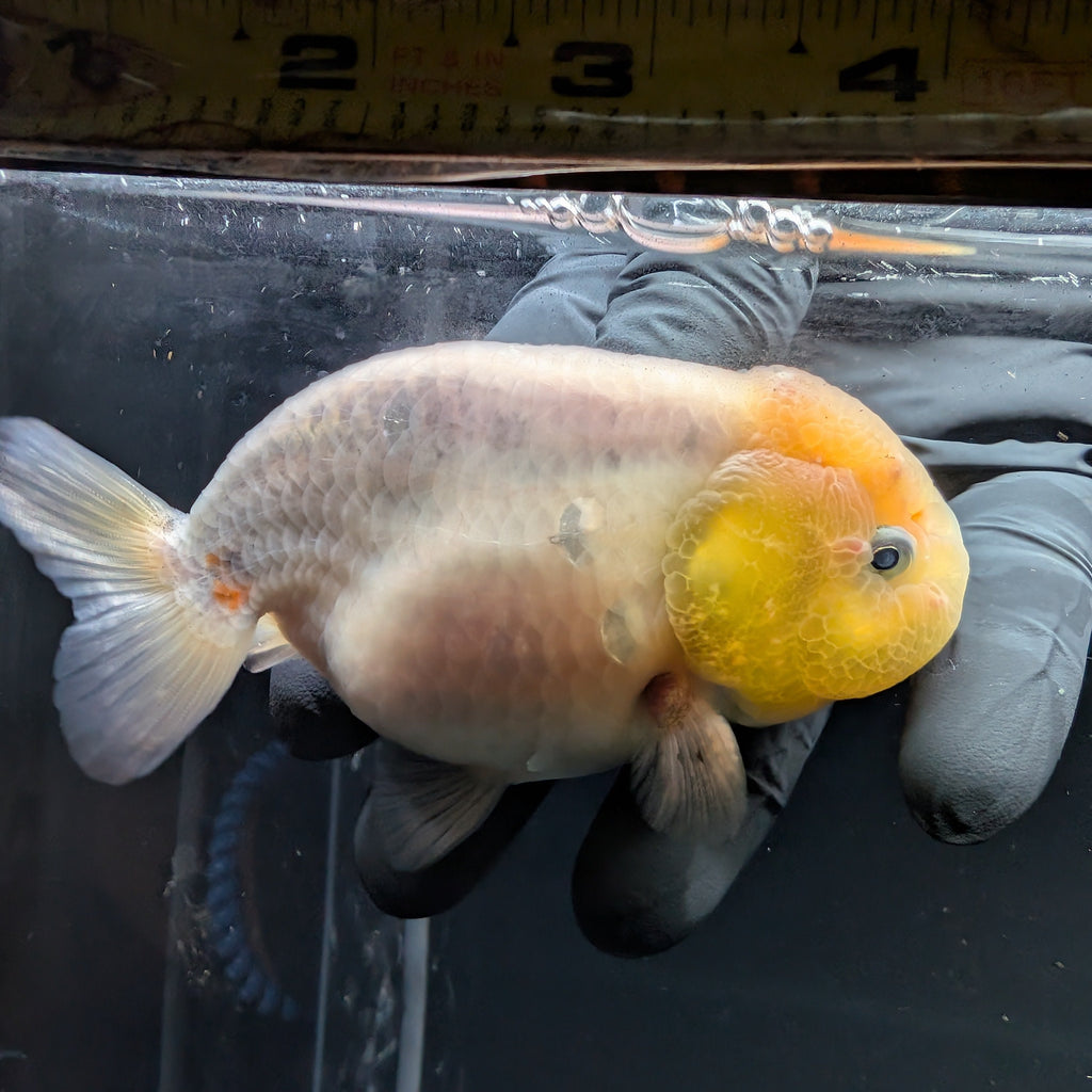 Jumbo Ranchu Calico 4"-4.5" in. ID#5153B-013