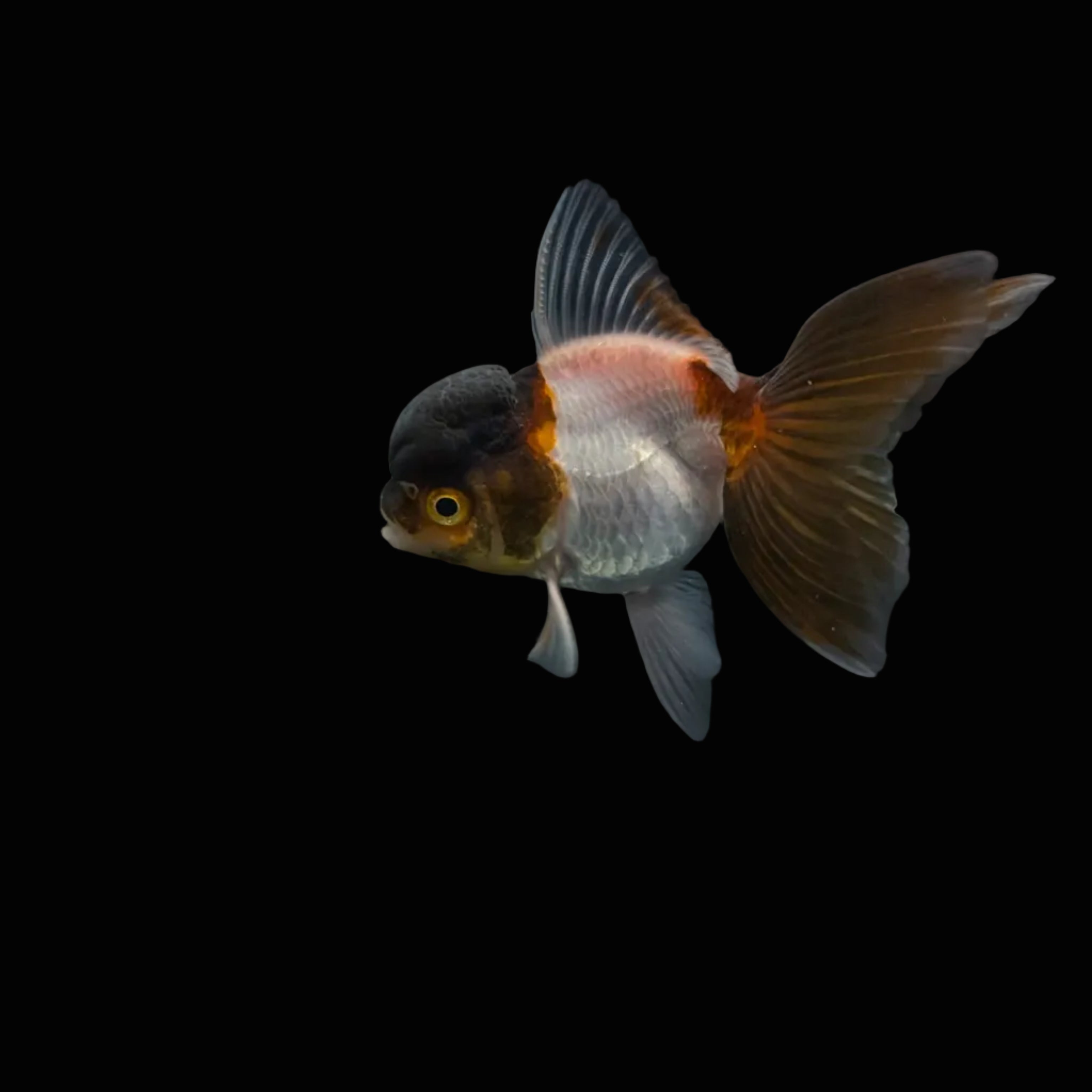Juvenile Oranda Panda 3.5"-4" in.  ID#327T13b-036
