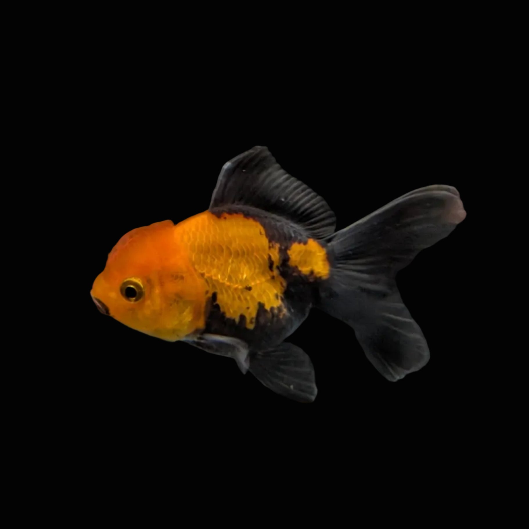 Juvenile Oranda Tricolor 3.5"-4" in.  ID#320T13b-006
