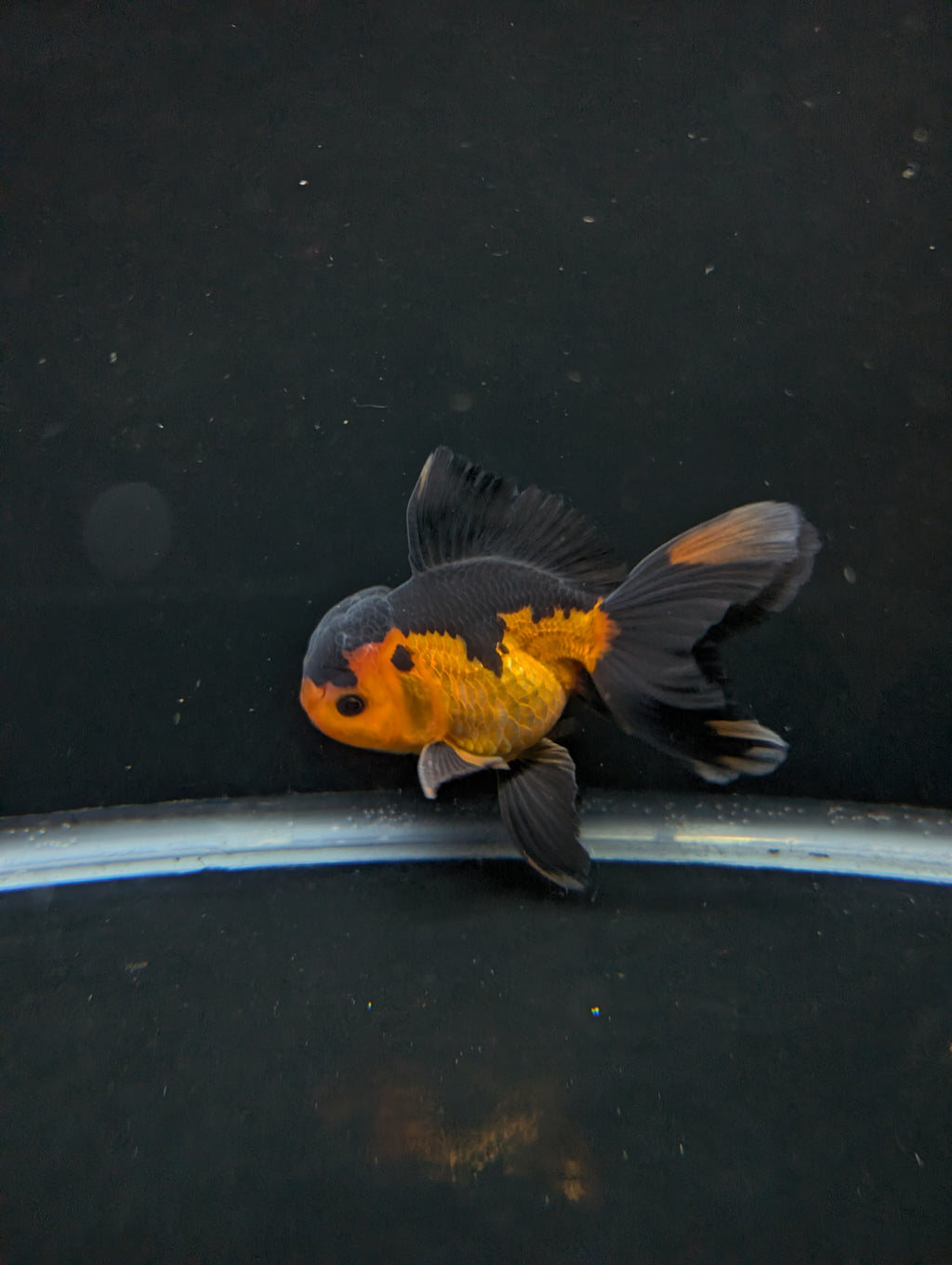 Thai Oranda Red Black 4"-4.5"in.  ID#1016T1A-004