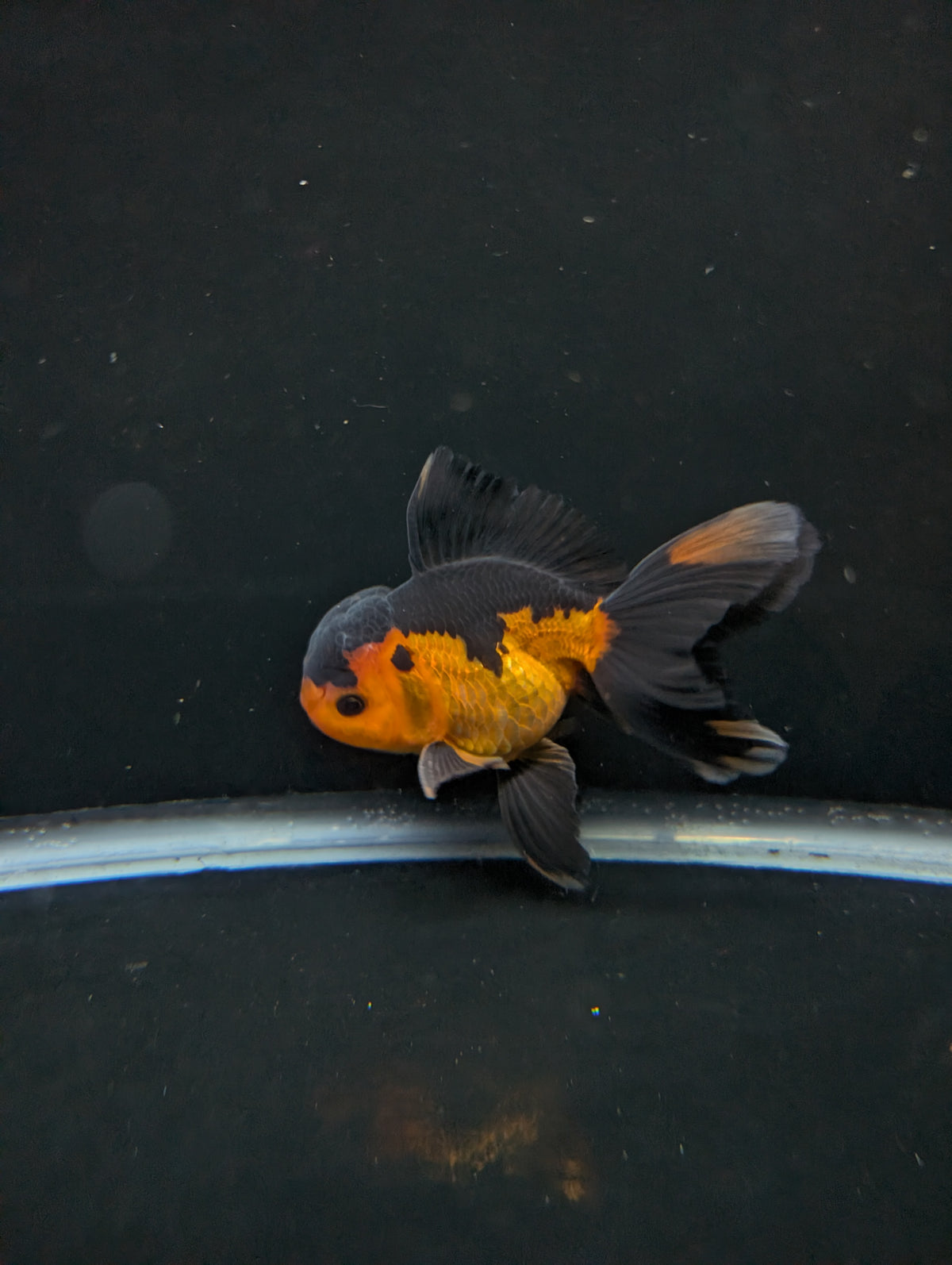 Thai Oranda Red Black 4"-4.5"in.  ID#1016T1A-004