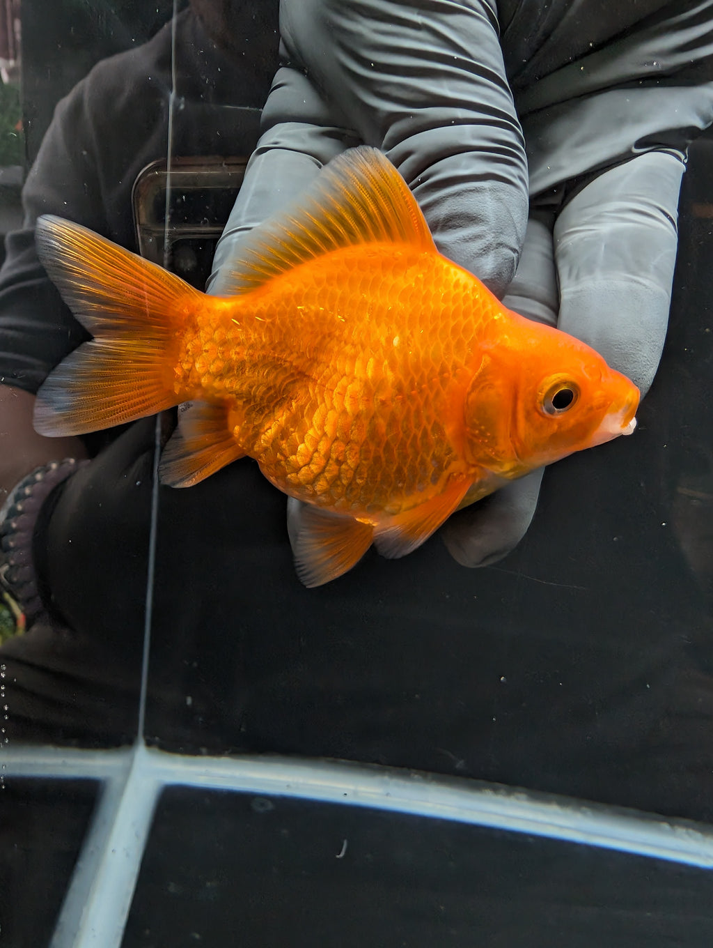 Tamasaba Red White 3.5"in. ID#1023TM1B-030