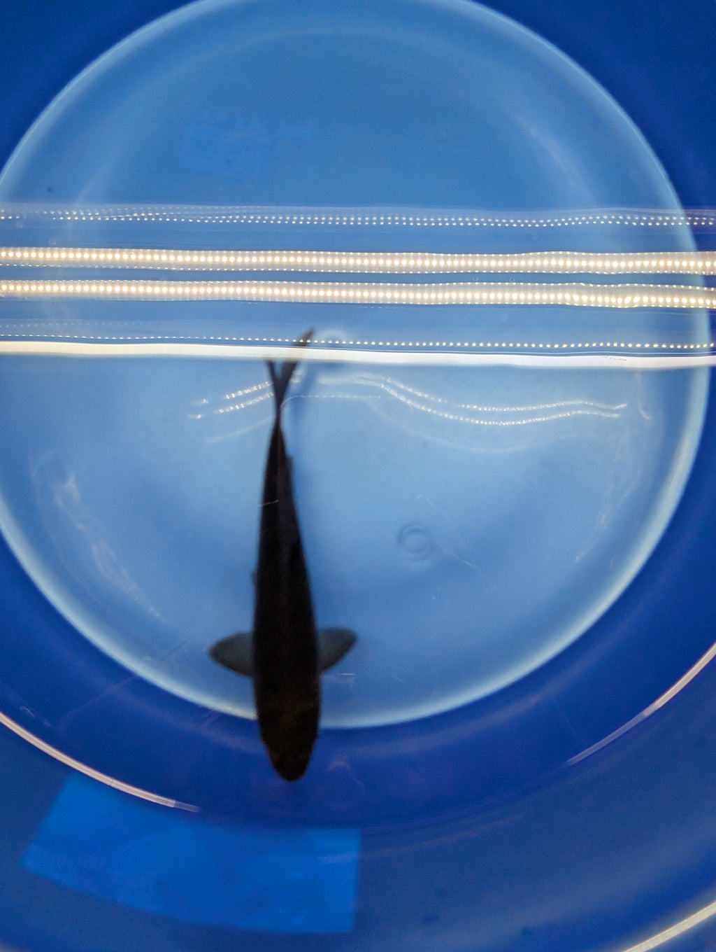 Karasu Koi  5"-6"in. ID#806BFK-021