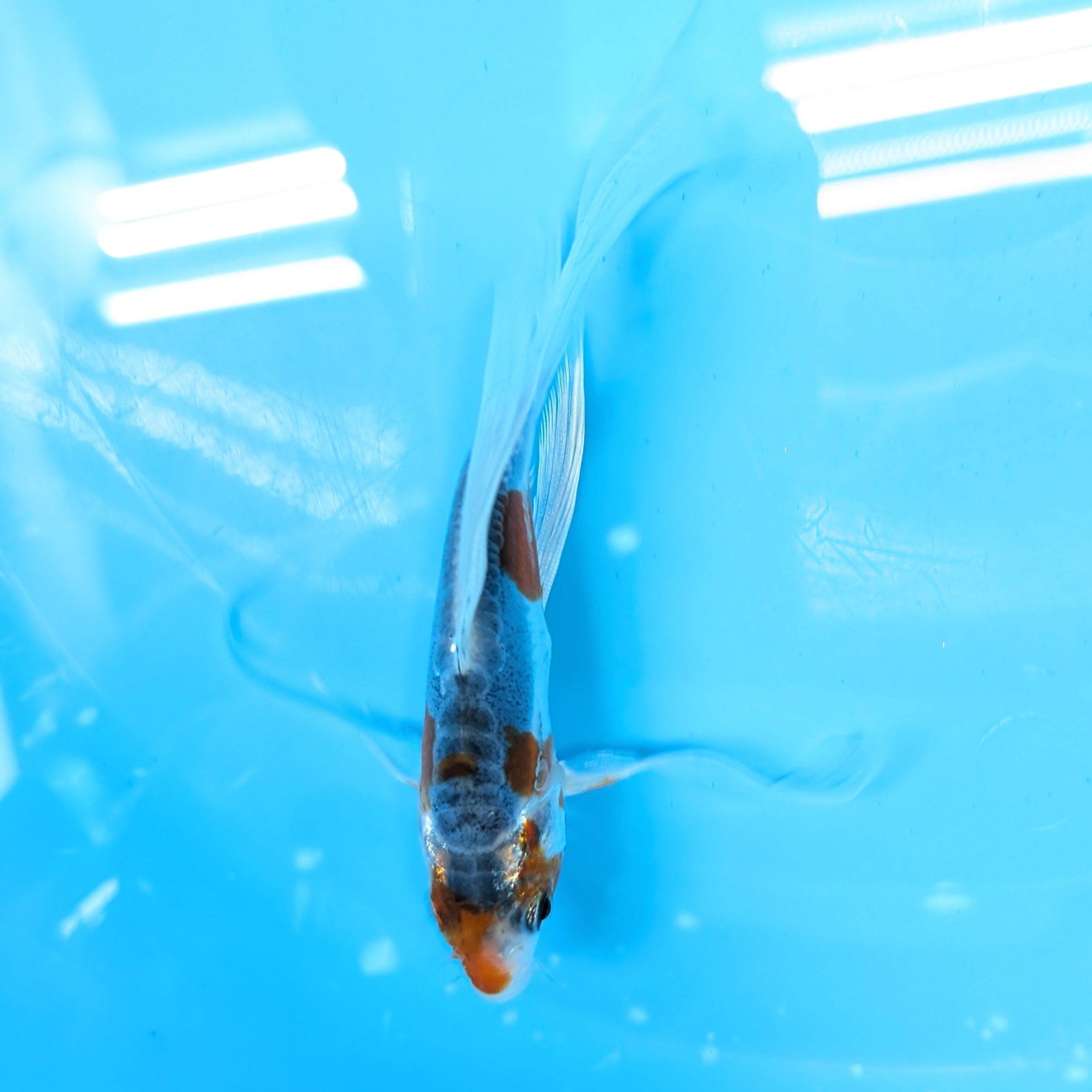 Shusui Butterfly Koi  5"-6" in. ID#727BFK-003