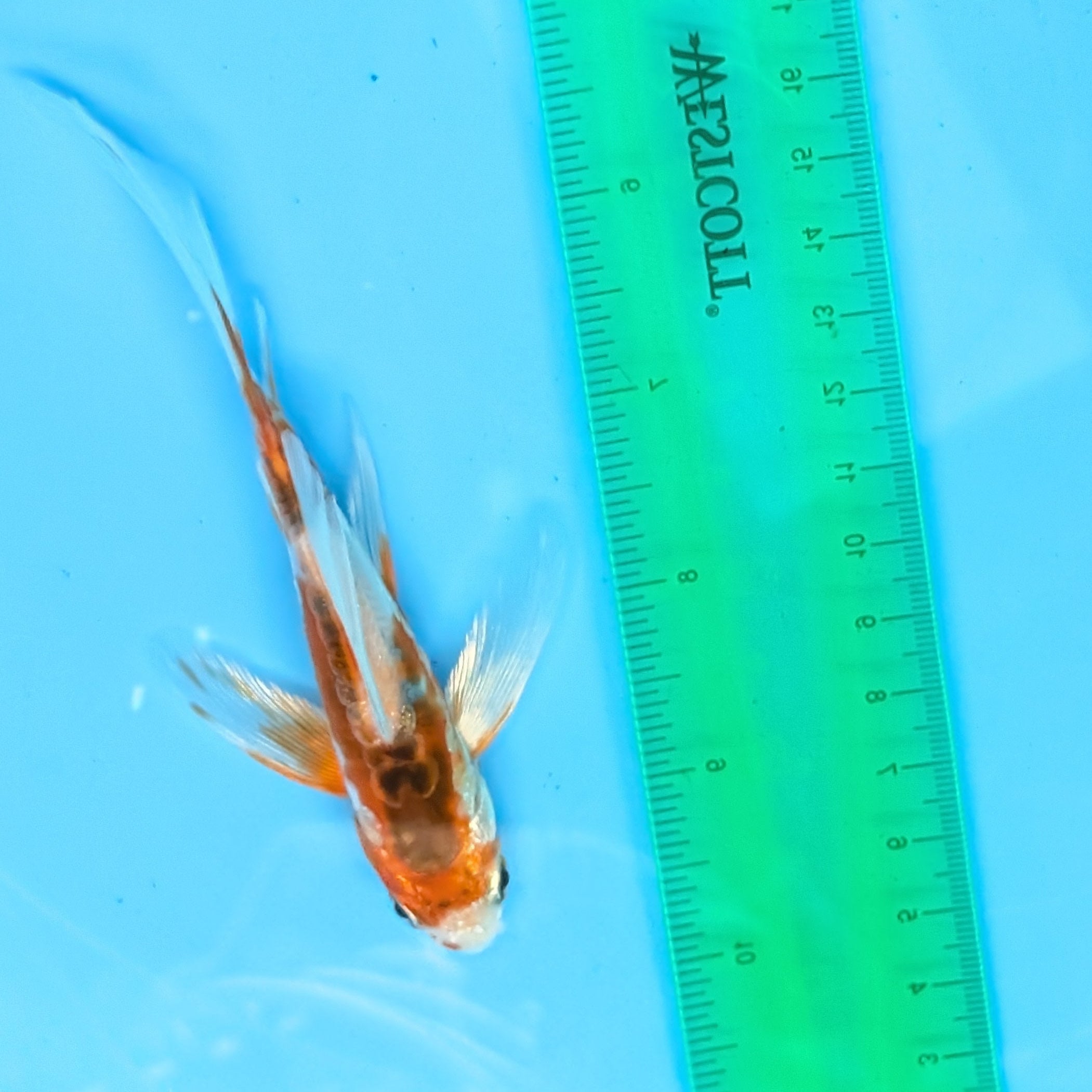 Shusui Butterfly Koi  5"-6" in. ID#727BFK-007