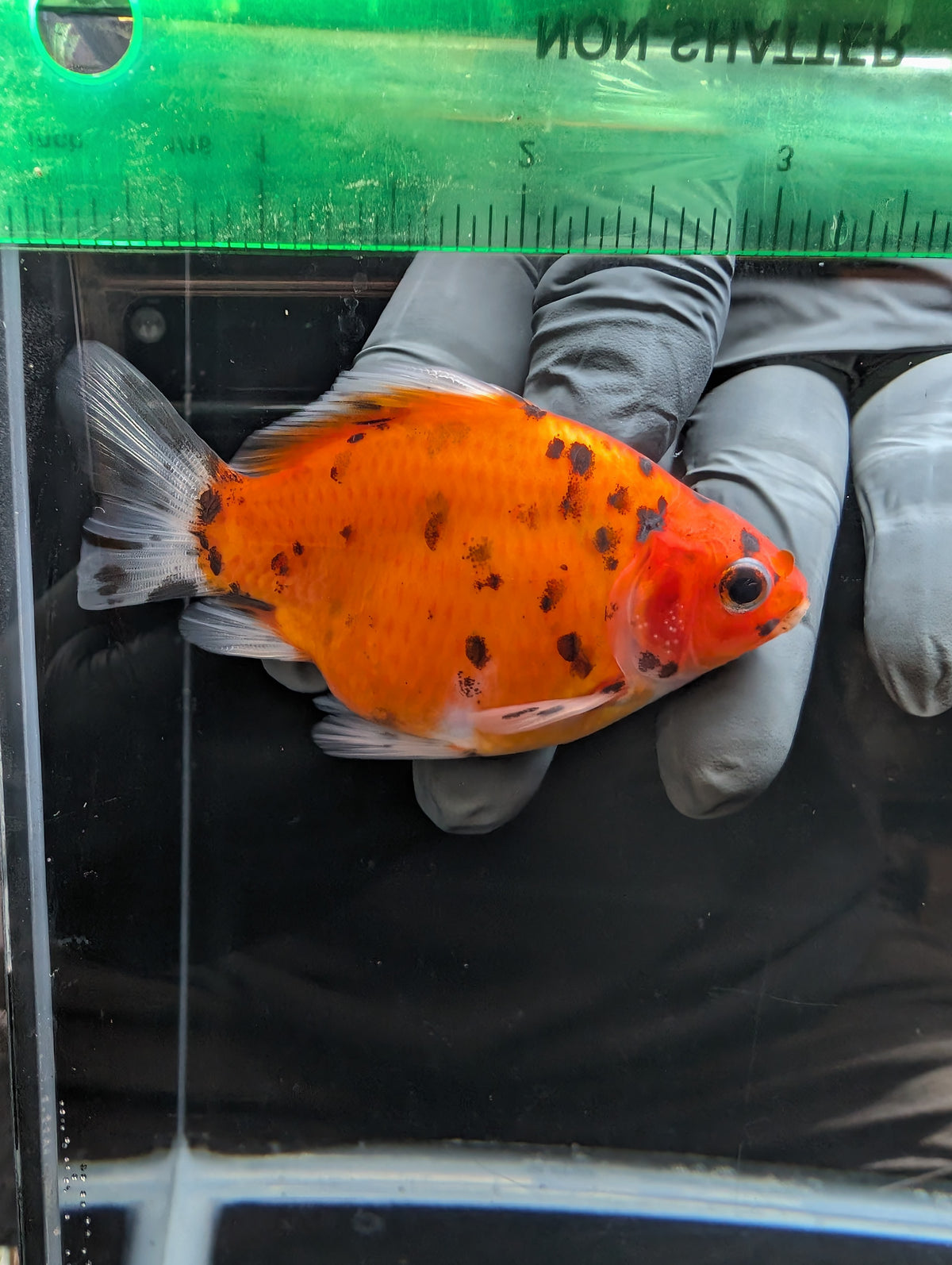 Tamasaba Calico 3.5" in. ID#1023TM1B-024