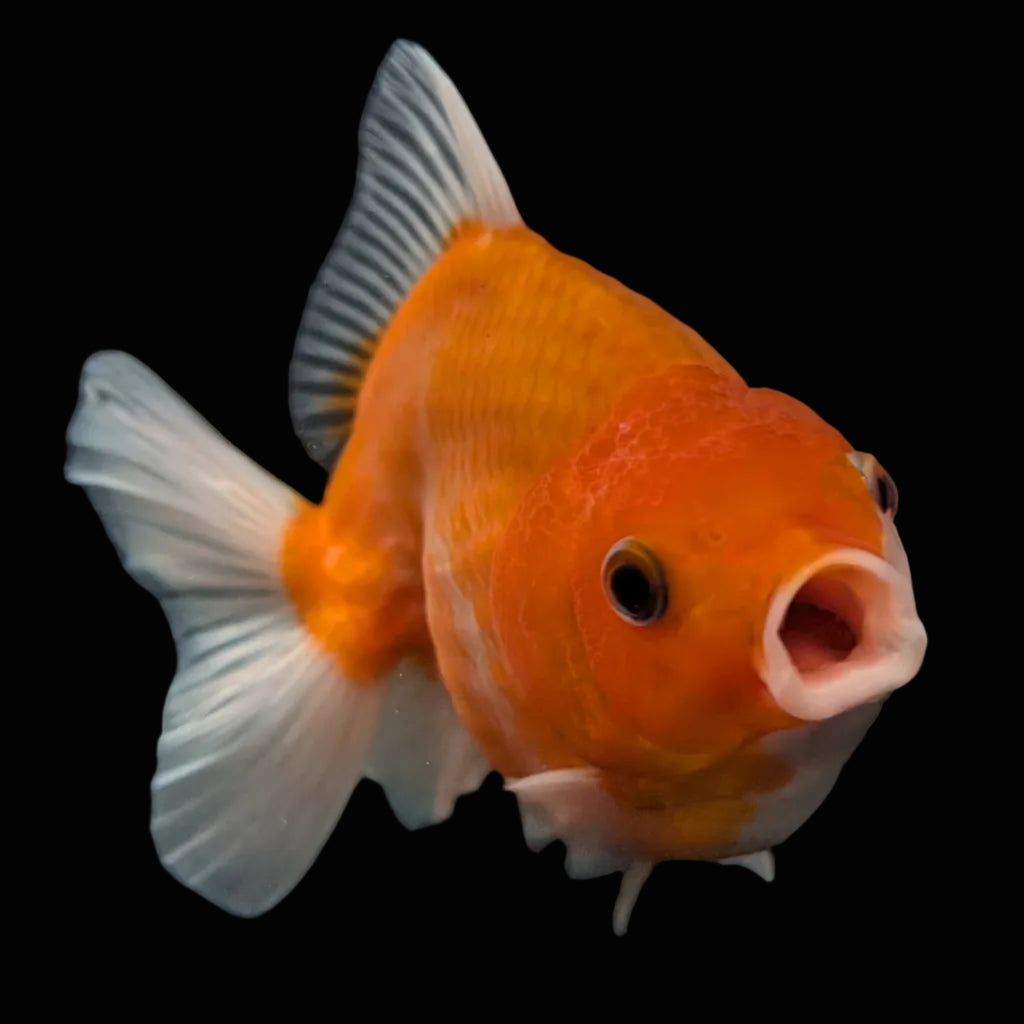 Jumbo Oranda Yuan Bao Sakura   4"-4.5"in. ID#807SB13A-004
