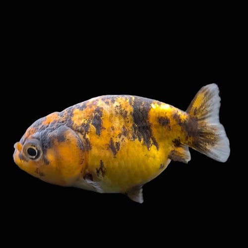Baby Ranchu  Calico 2"-2.5" in. ID#508R3A-019