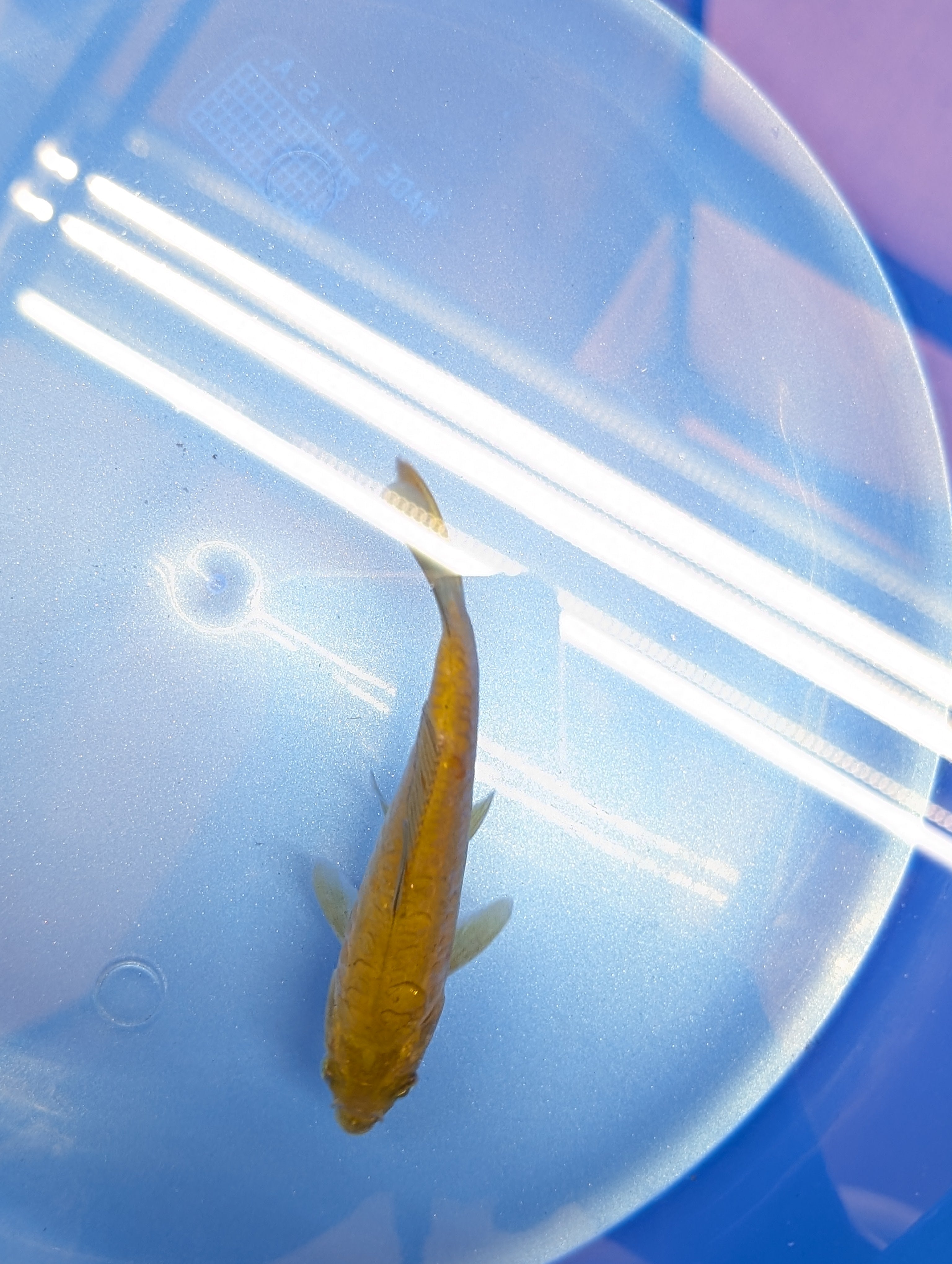 Doitsu Chagoi Koi  4"in. ID#806BFK-019