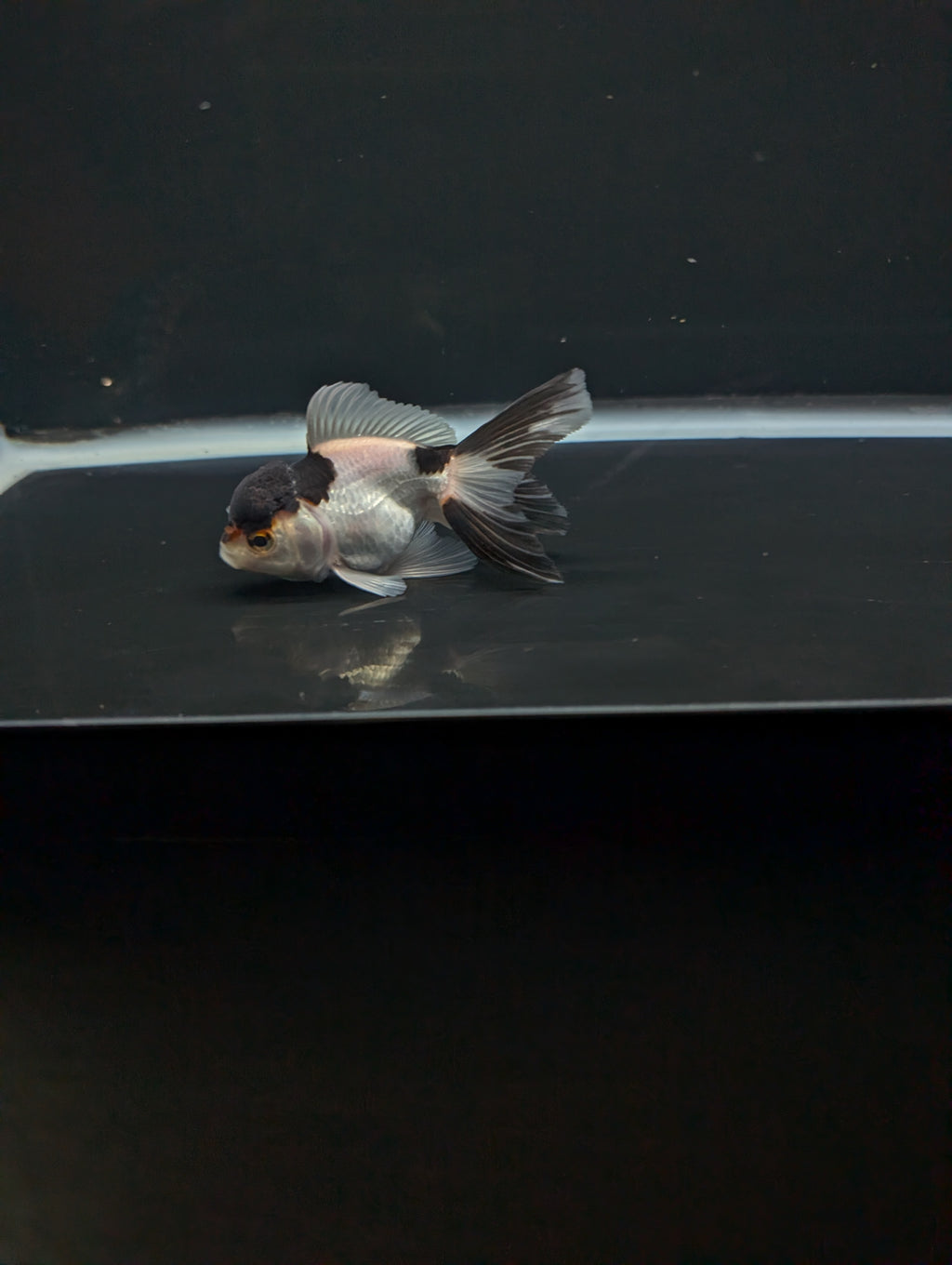 Juvenile Thai Oranda Panda 3"in.  ID#821T1A-022