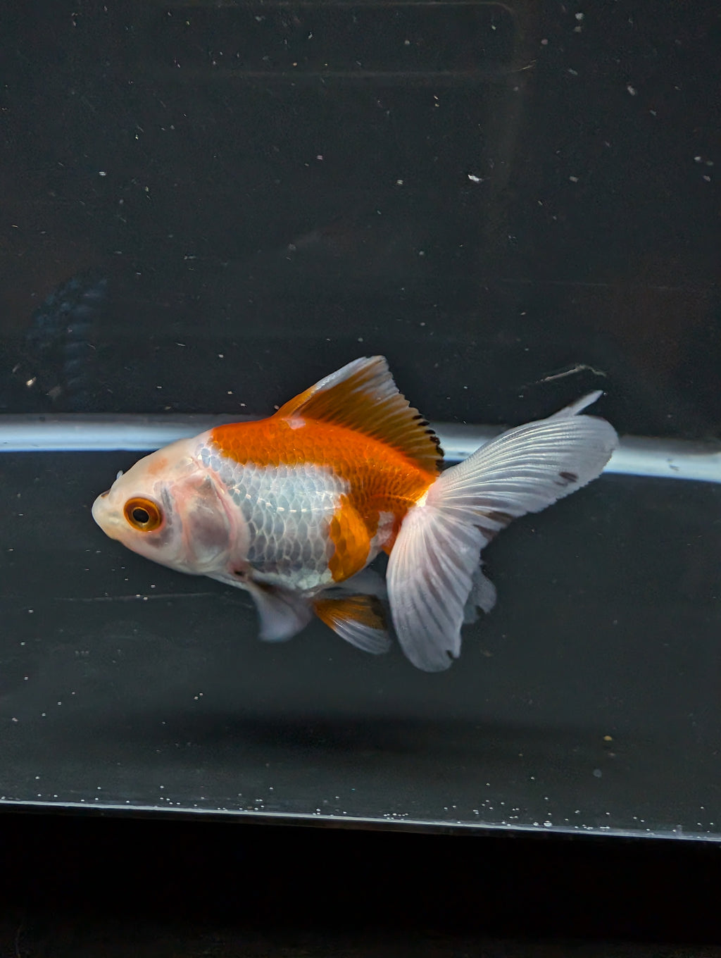 Juvenile Oranda  Red White 3"-3.5"in.  ID#619T1A-007