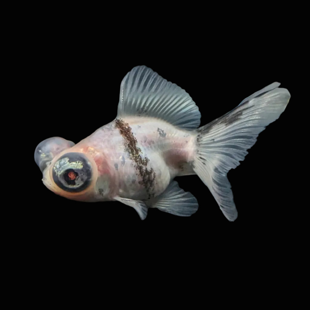 Telescope Butterfly Calico 3.5"-4" in. ID#522B6B-007
