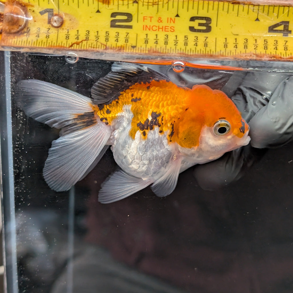 Juvenile Oranda Tricolor 3.5"-4" in.  ID#410T8A-016