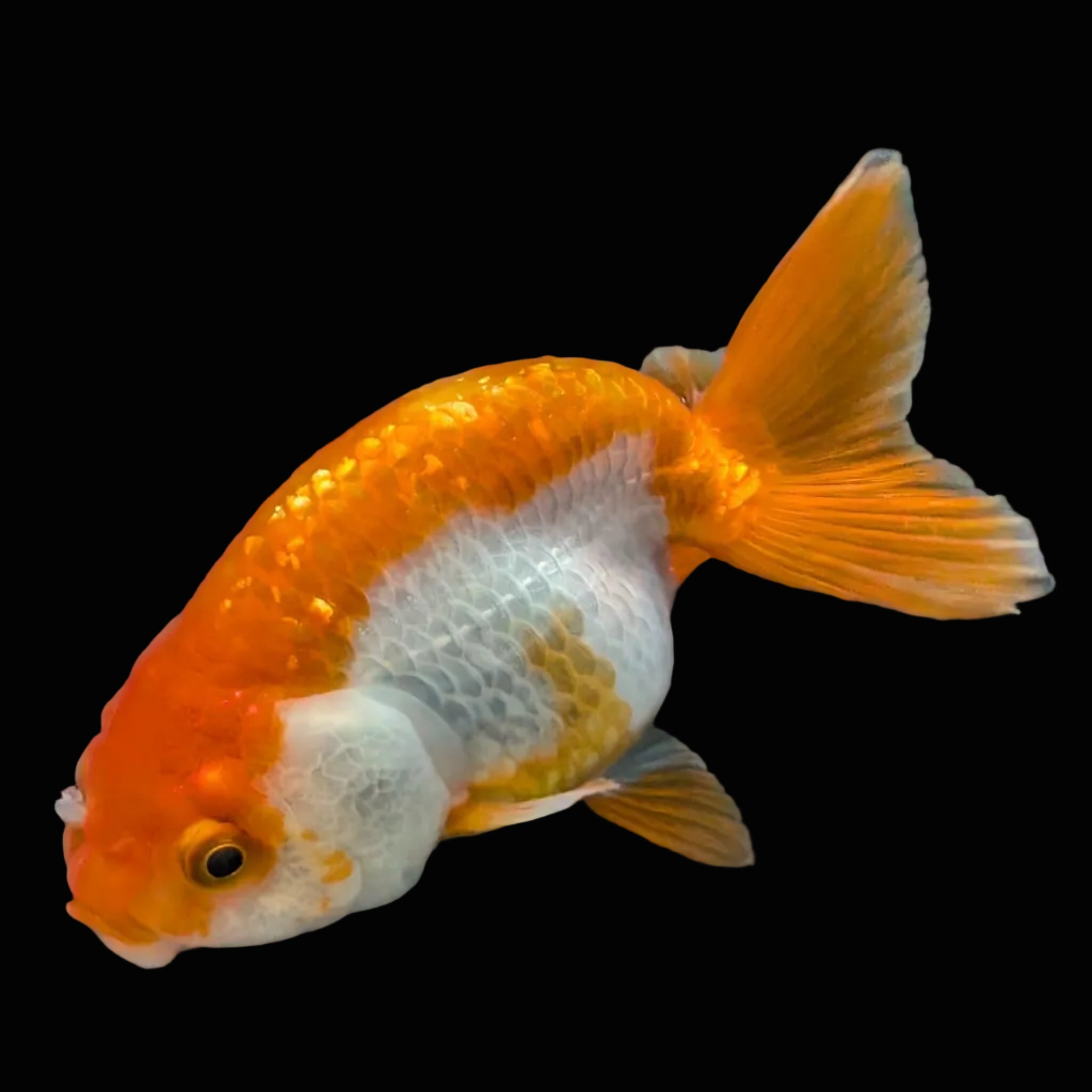 Ranchu Red White 3.5"-4"in. ID#821R4A-054