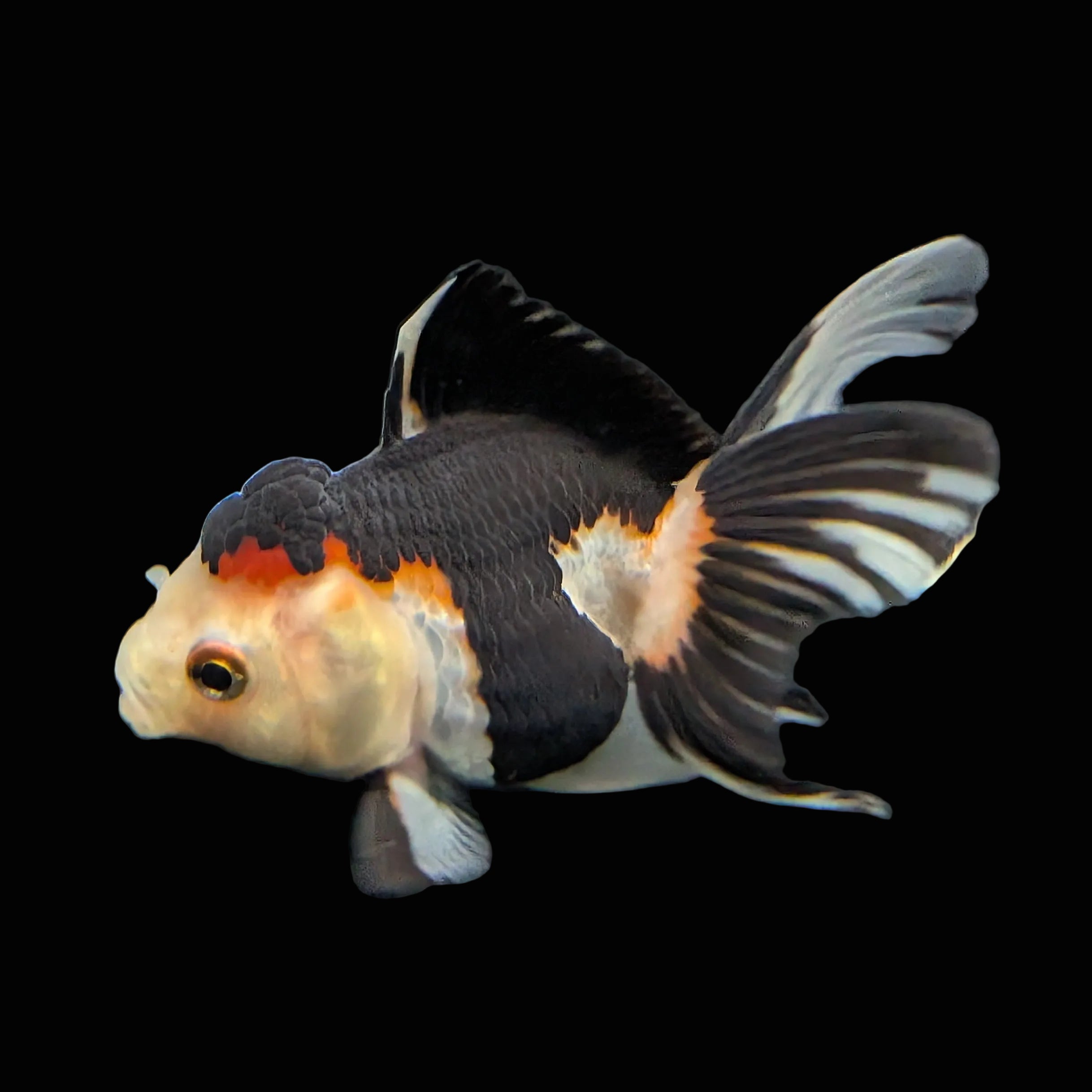 Juvenile Thai Oranda Tricolor Panda 3.5"in.  ID#821T1A-024
