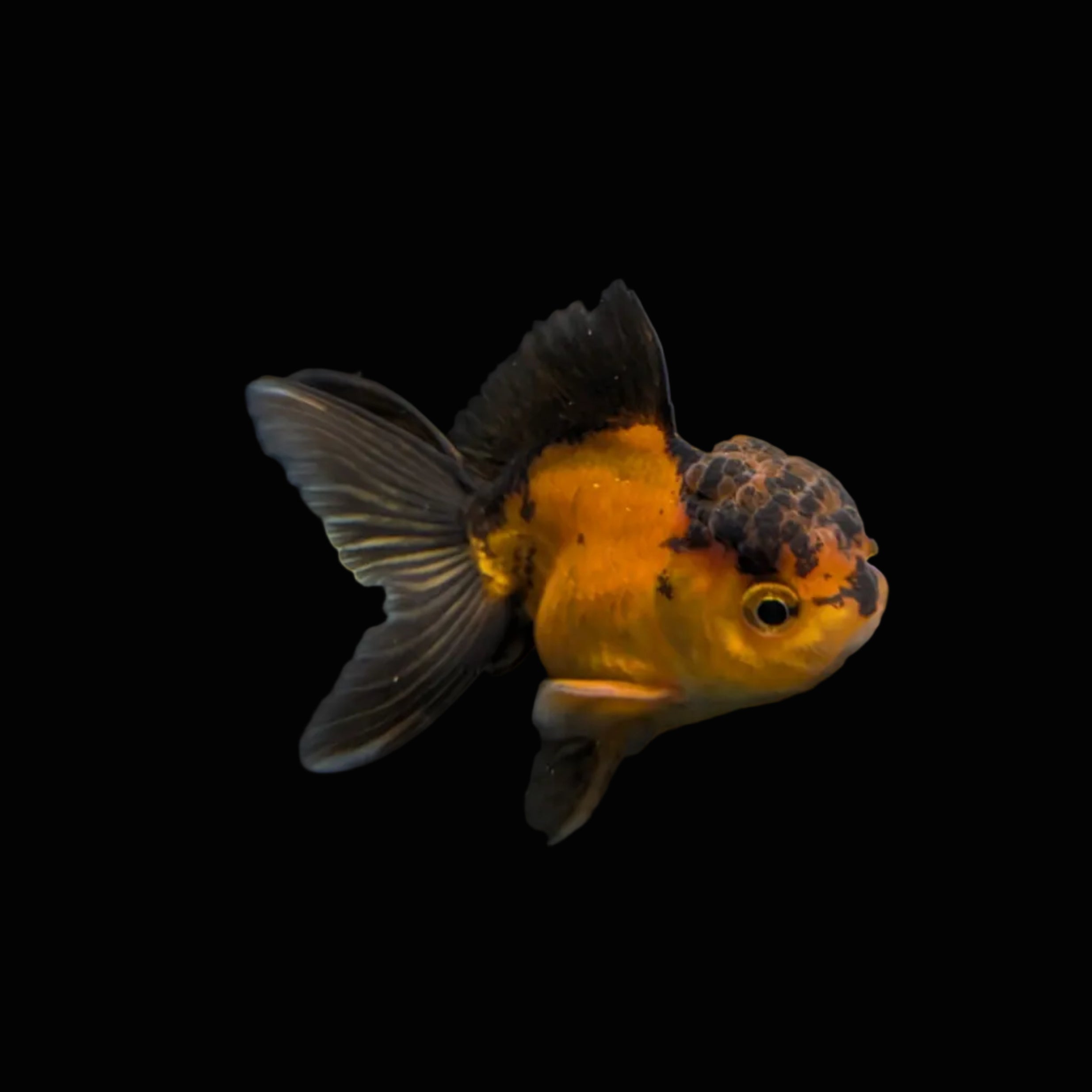 Juvenile Oranda Red Black 3.5"-4" in.  ID#327T13b-035