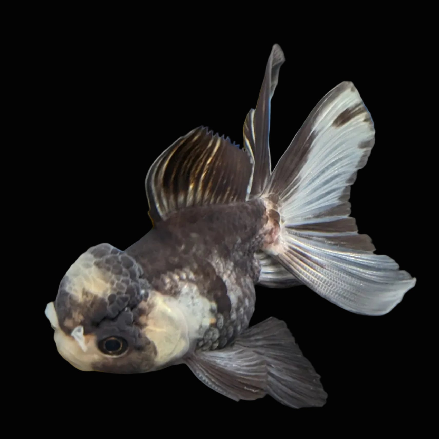 Juvenile Thai Oranda Panda 3"in.  ID#821T1A-023
